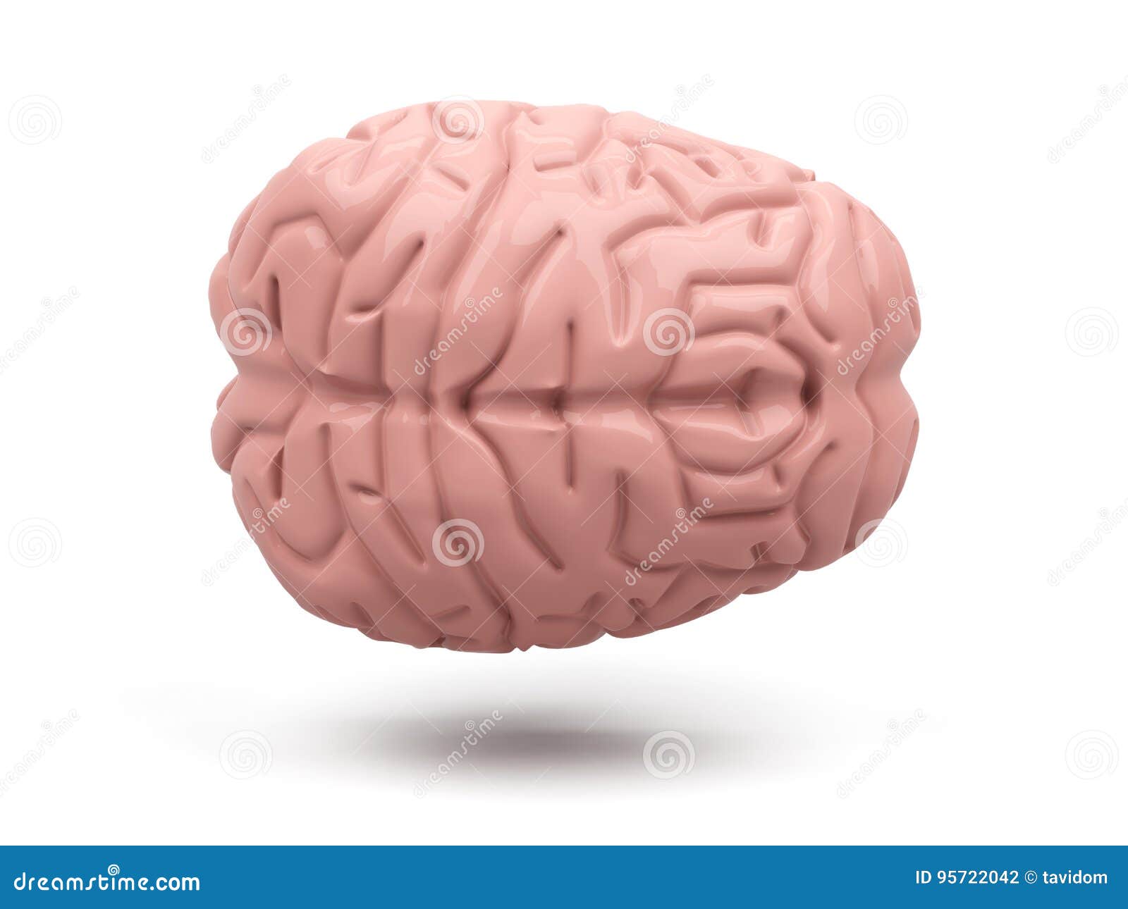  of the brain  on white. 3d rendering