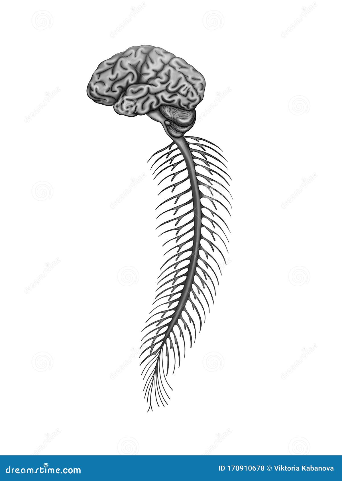 brain and spinal cord