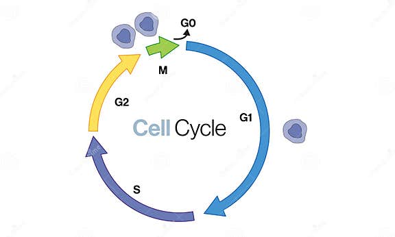 Illustration of Cell Cycle Stages Depicted in a White Background Biology Diagrams