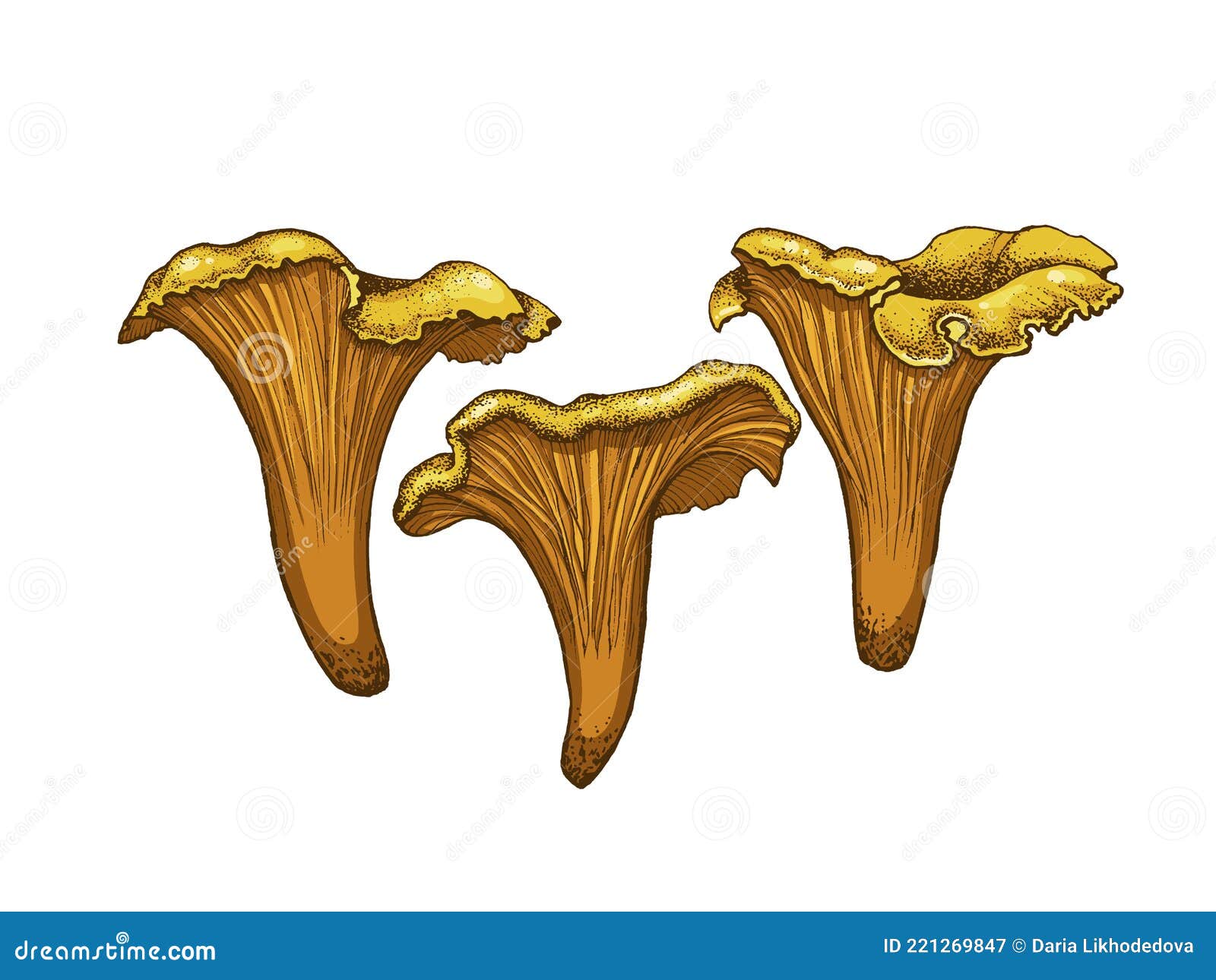 Illustration of Chanterelle Mushrooms Stock Illustration - Illustration ...