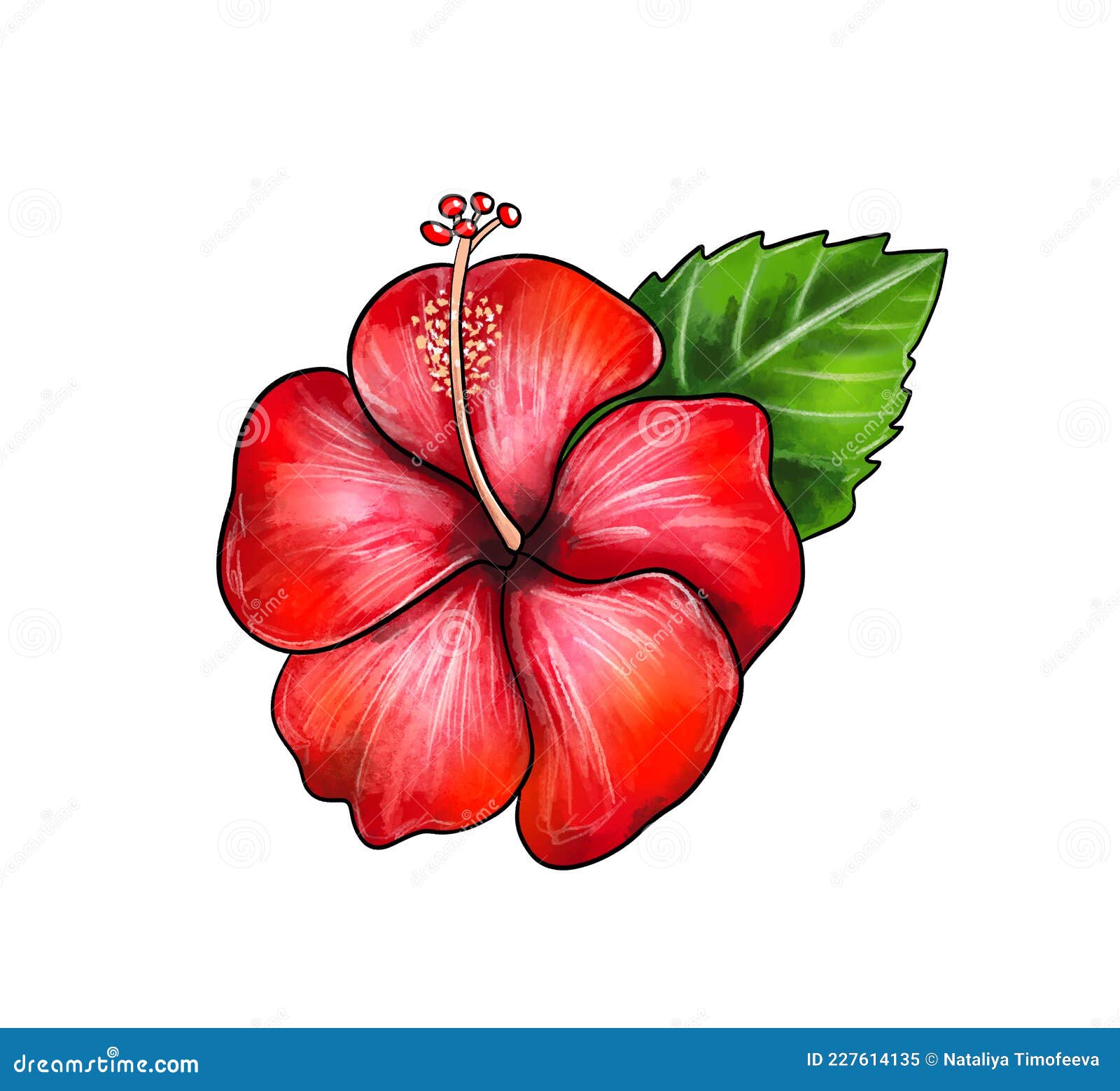 How To Draw Hibiscus  Hibiscus Flower Drawing Easy HD Png Download   Transparent Png Image  PNGitem