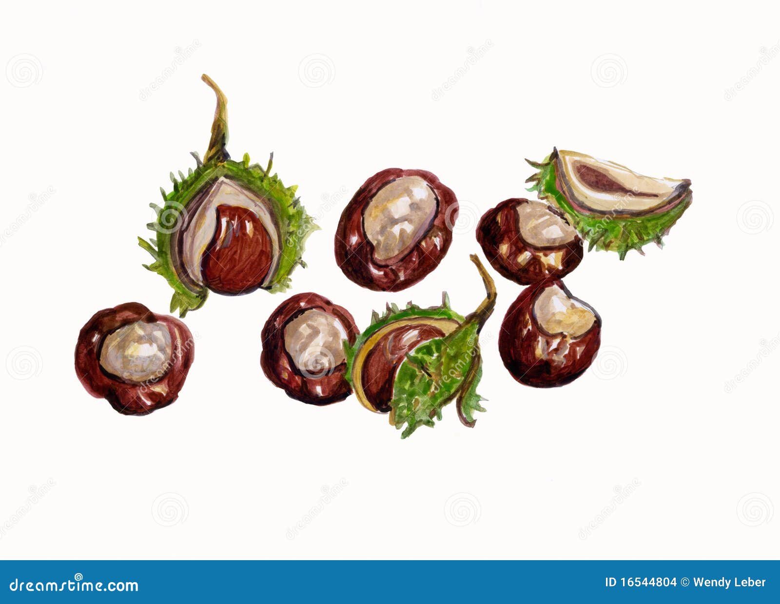 Horse Chestnuts With Leaves Isolated On White Background. Cartoon