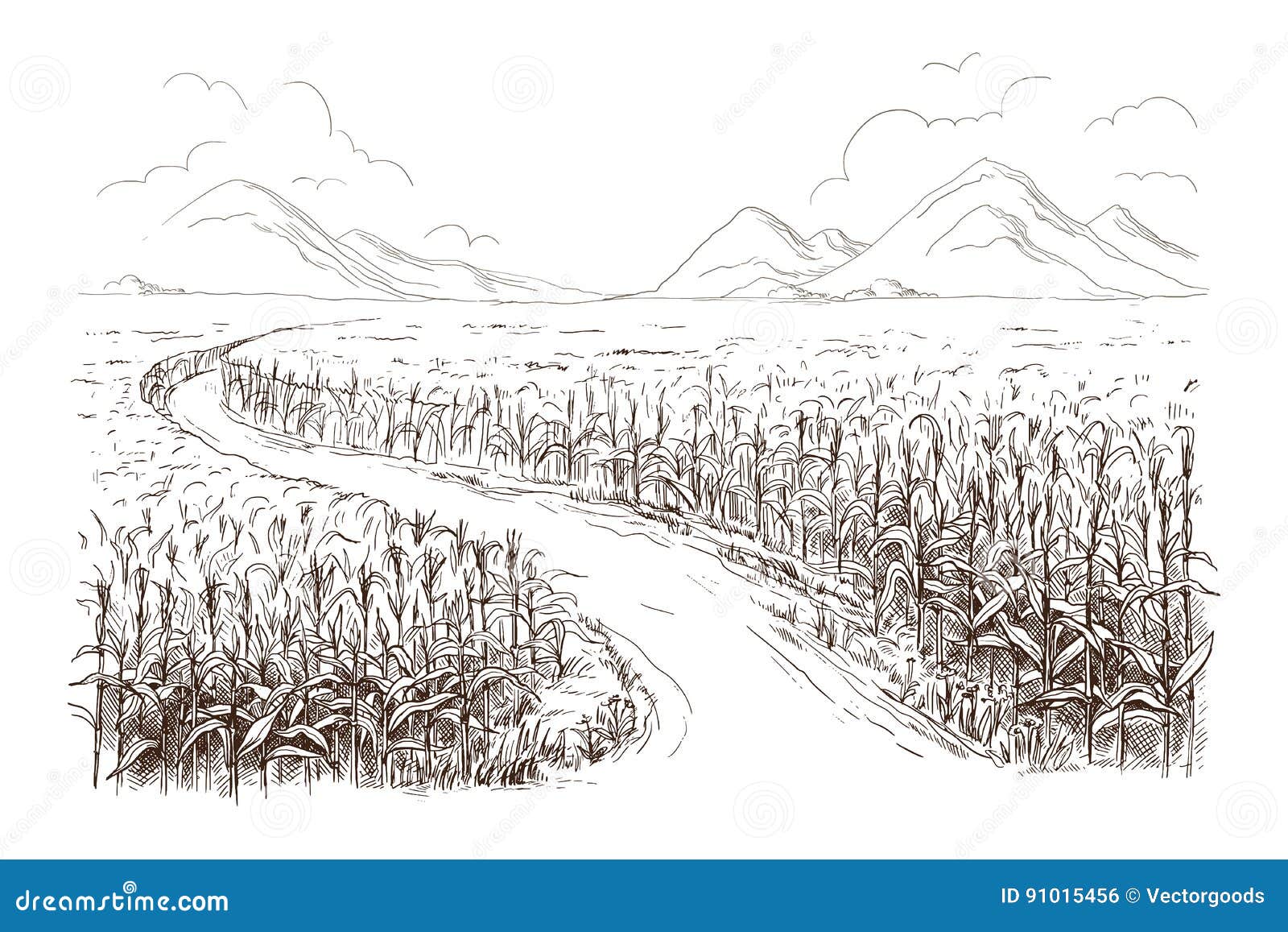  of cornfield grain stalk sketch