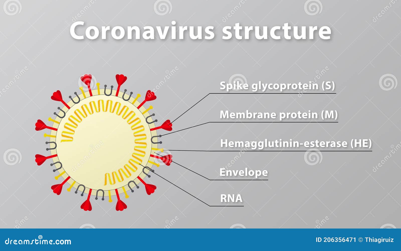 Illustration of Coronavirus Structure, Including Its Spike Protein ...