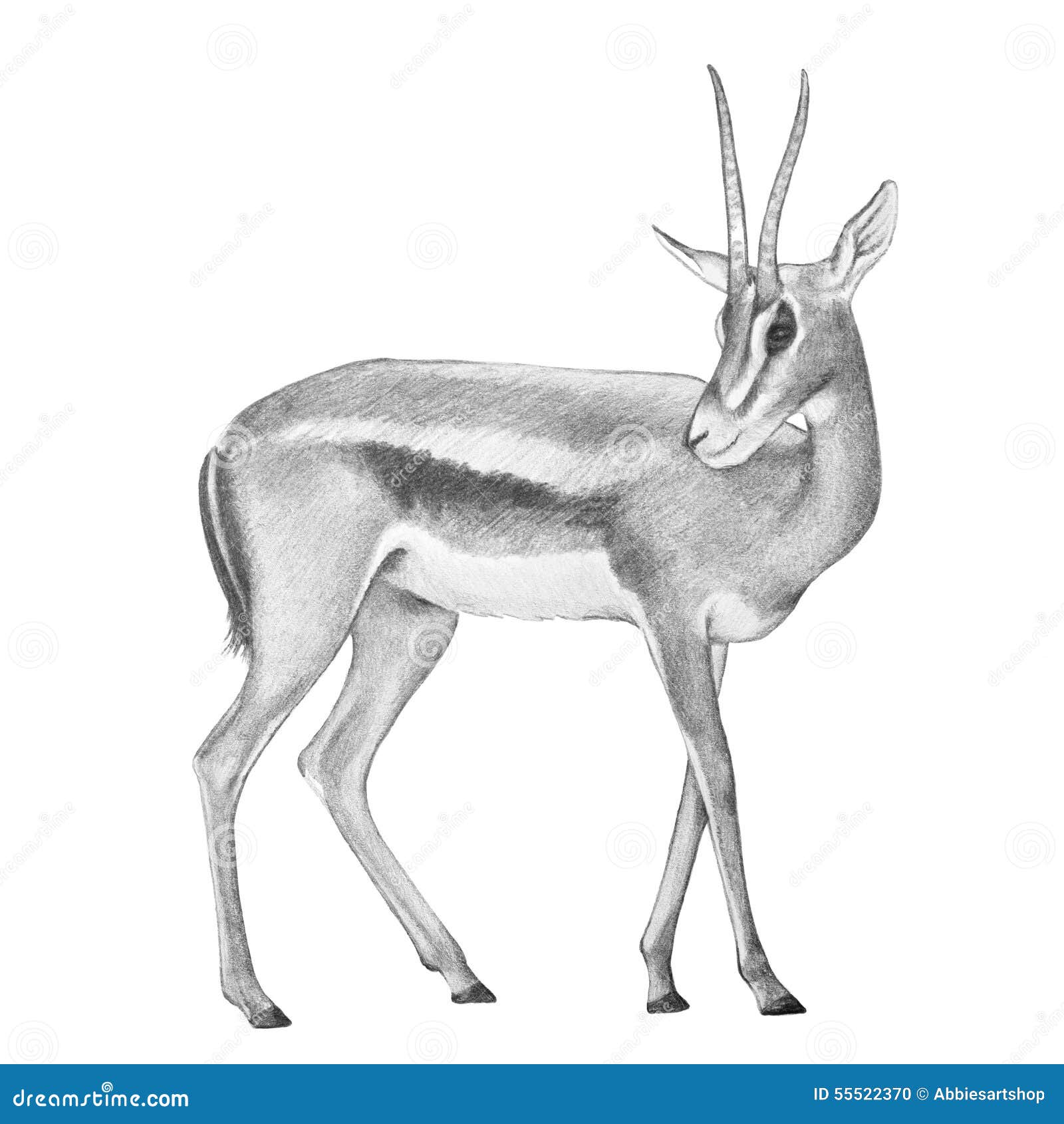Эскиз антилопы карандашом