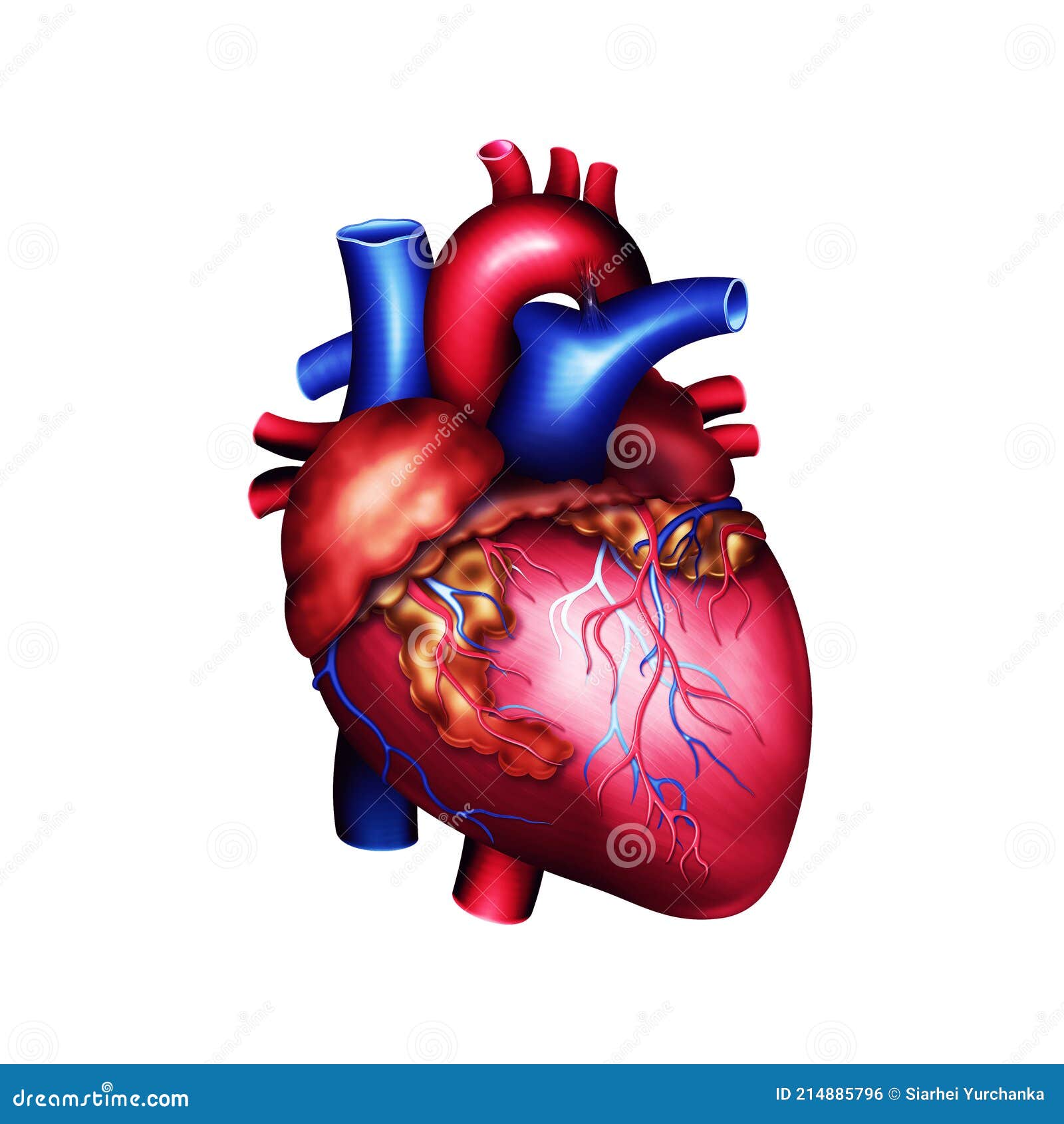 Modèle anatomique de coeur (Heart Model)