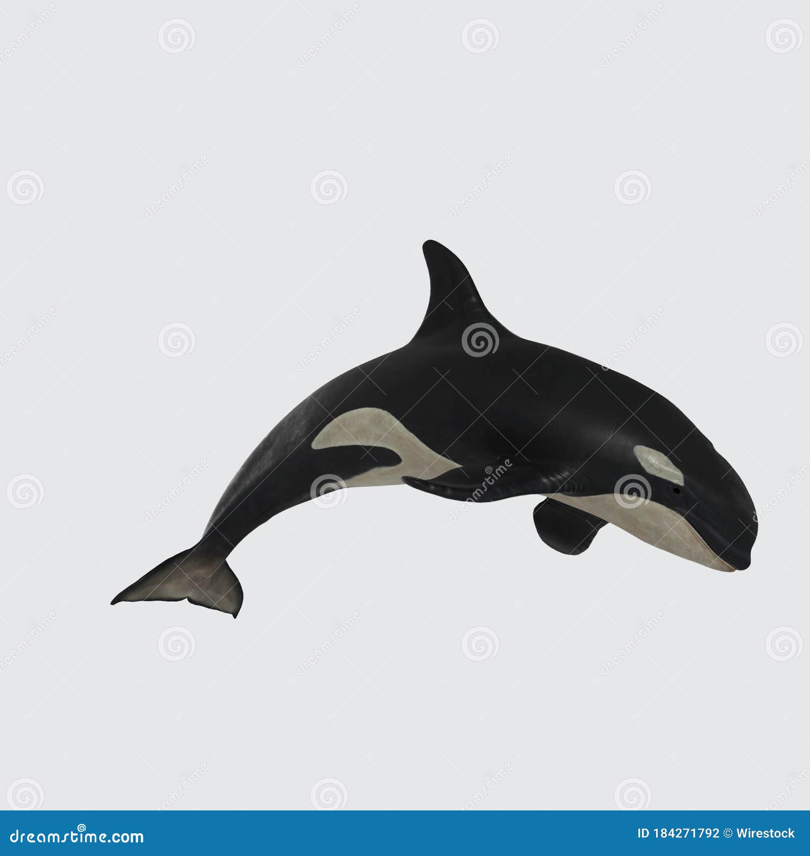 Illustration of a 3D Rendering View of a Killer Whale on a White