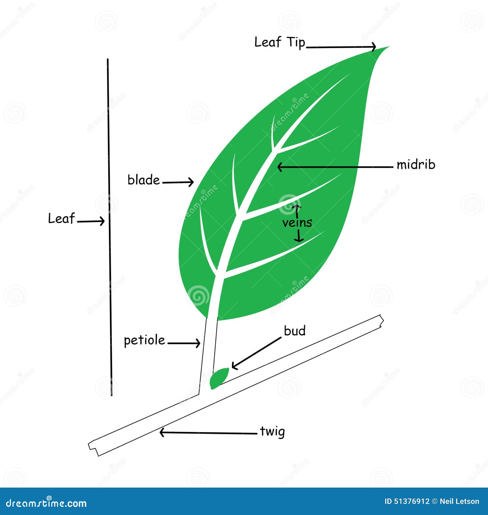 Illustration De Base De L'anatomie De Feuille Simple Illustration Stock -  Illustration du vert, jardin: 51376912