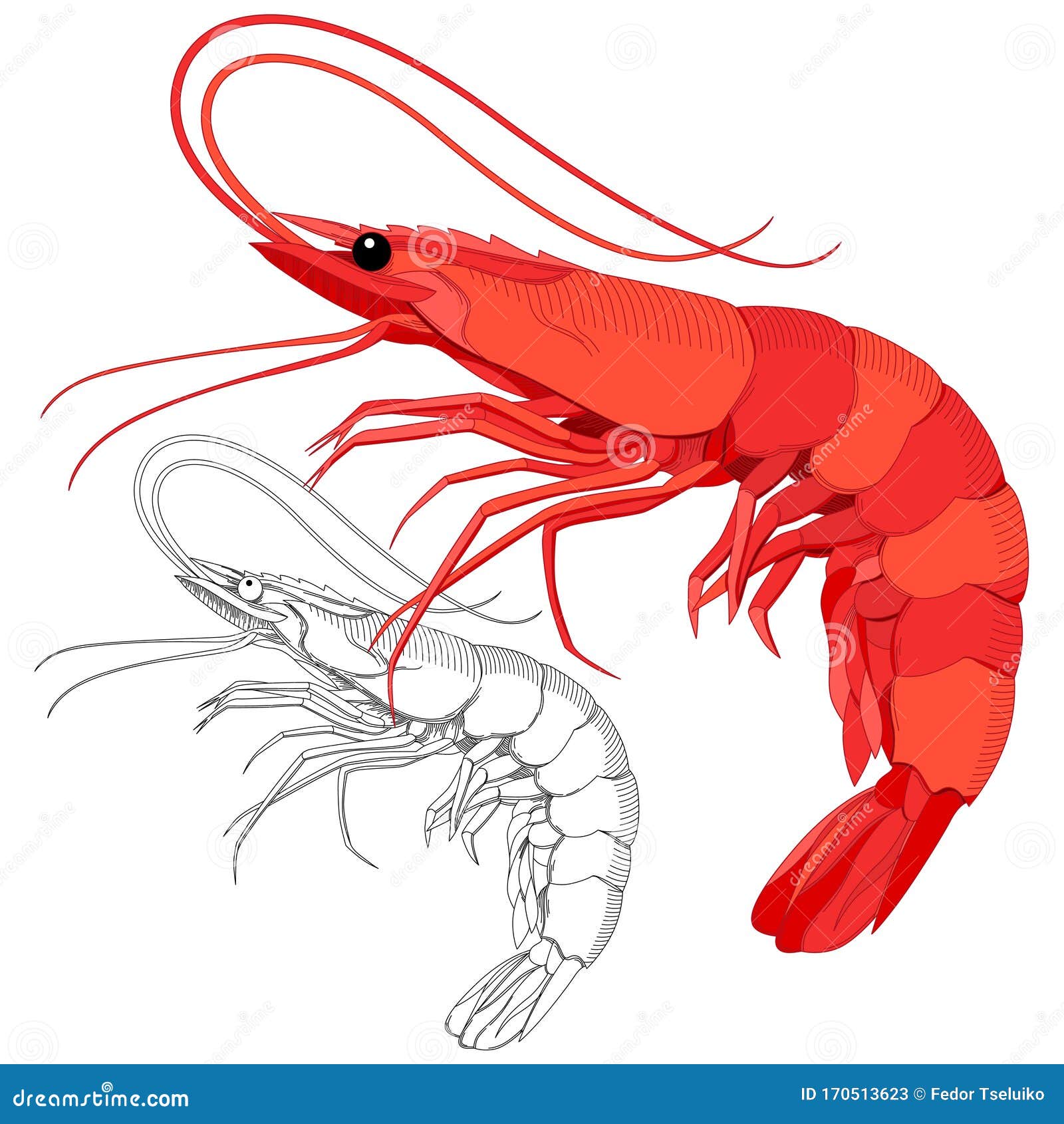 Crevettes fraîches : plus de 48 288 illustrations et dessins de