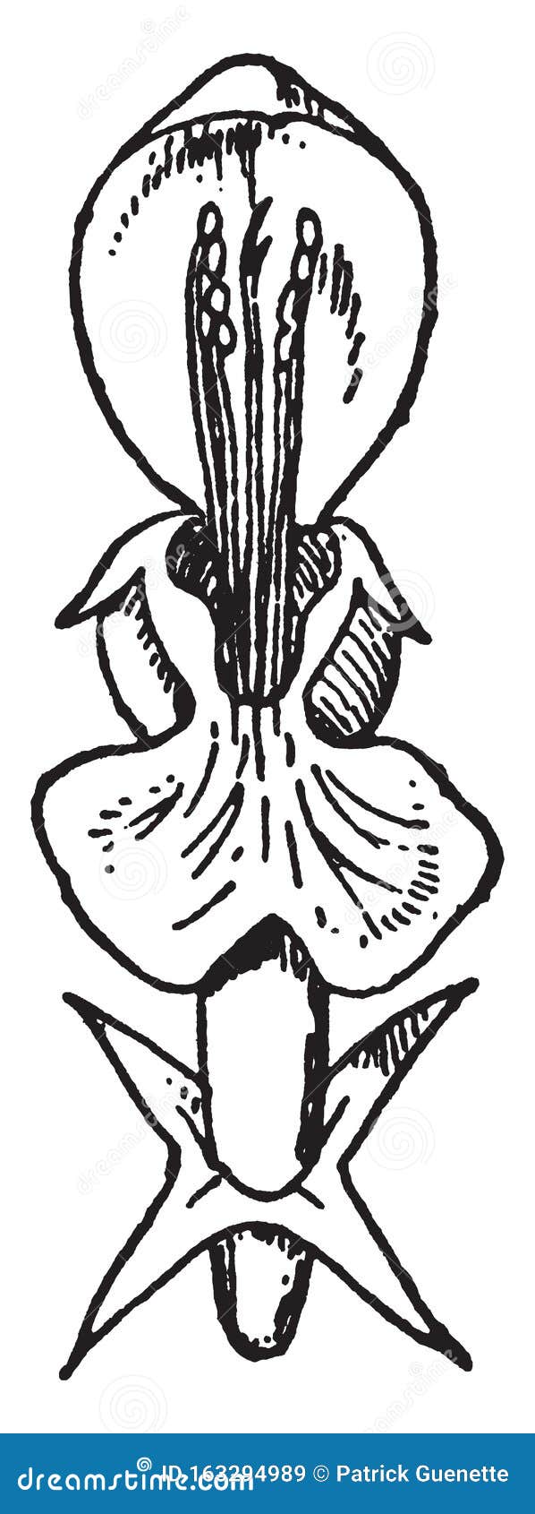 Illustration De Cru à La Fleur De Corolle Illustration de Vecteur -  Illustration du blanc, vecteur: 163294989