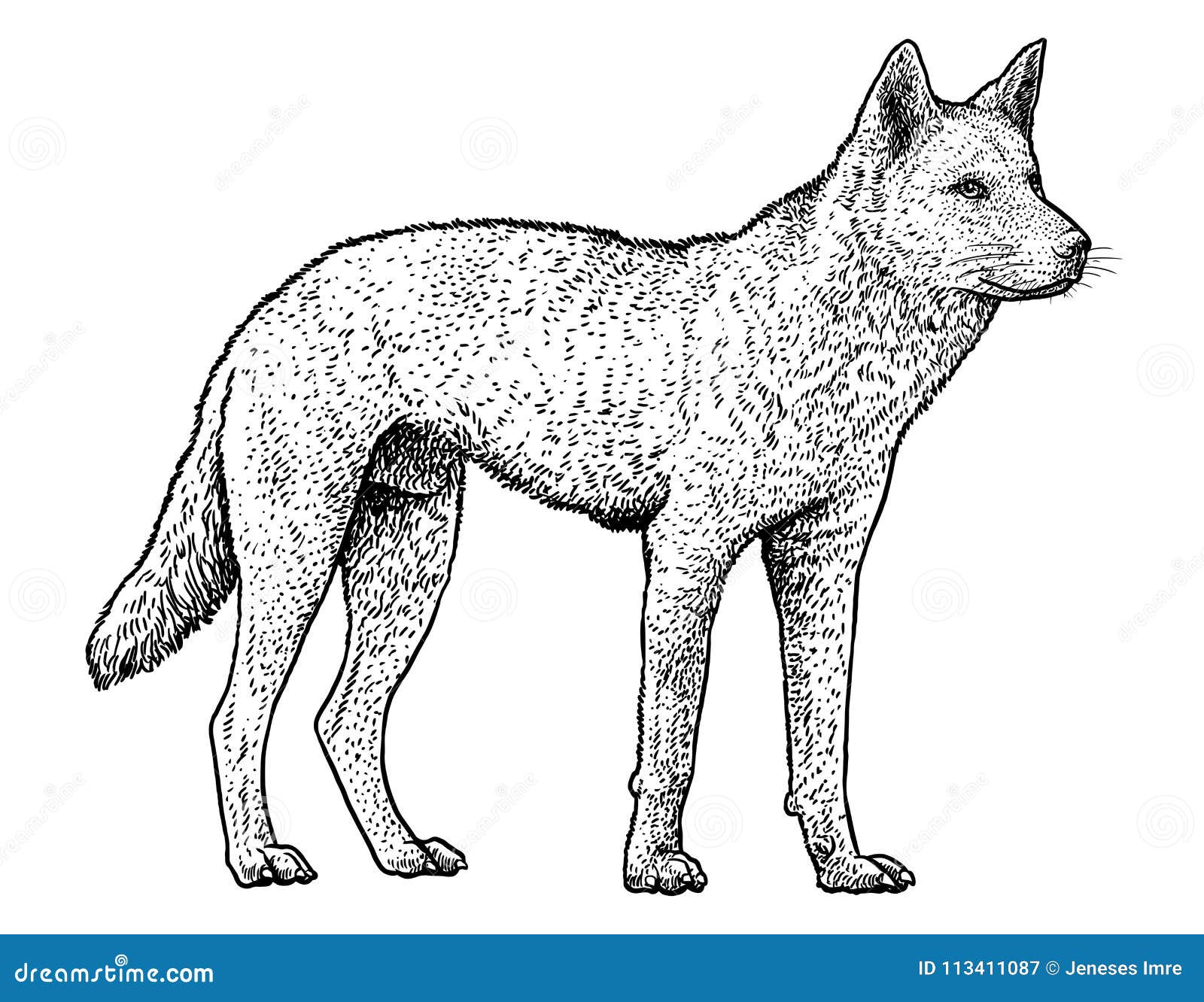 Illustration De Dingo Dessin Gravure Encre Schema Vecteur Illustration De Vecteur Illustration Du Faune Fraser 113411087