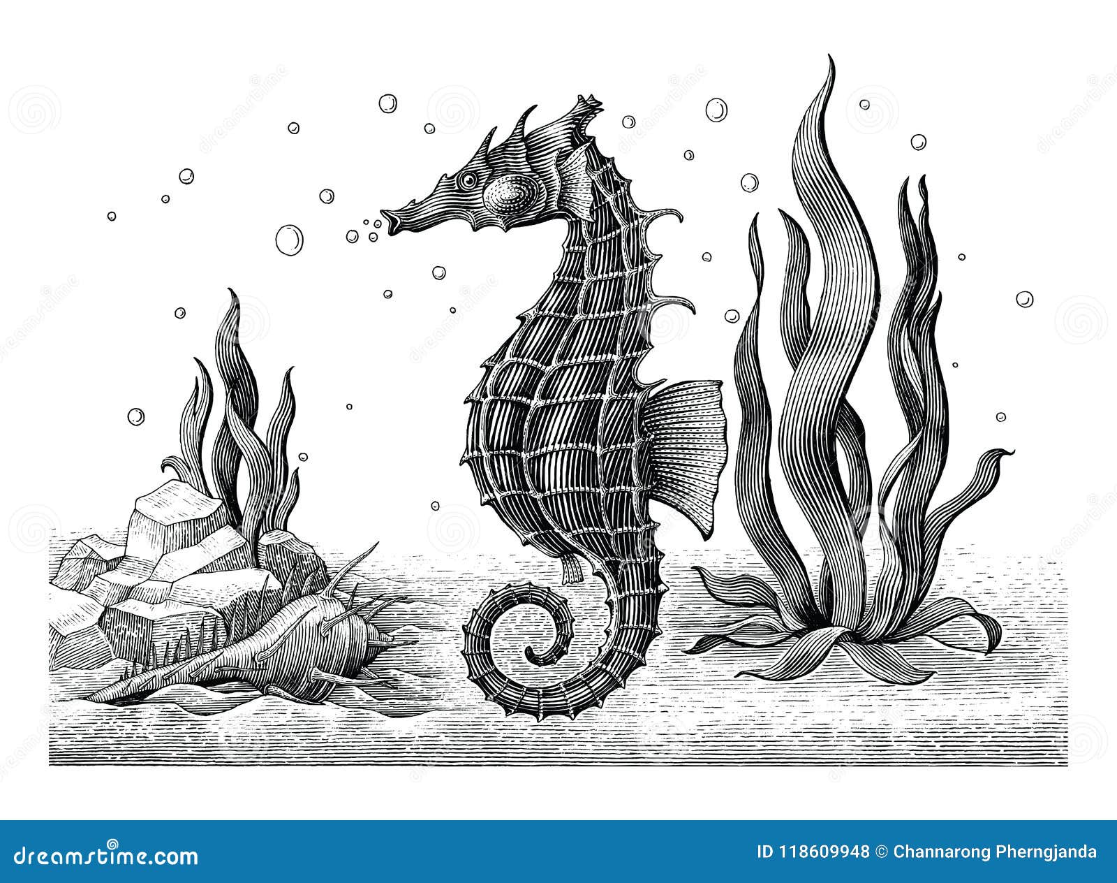 Illustration de gravure de vintage de dessin de main d hippocampe