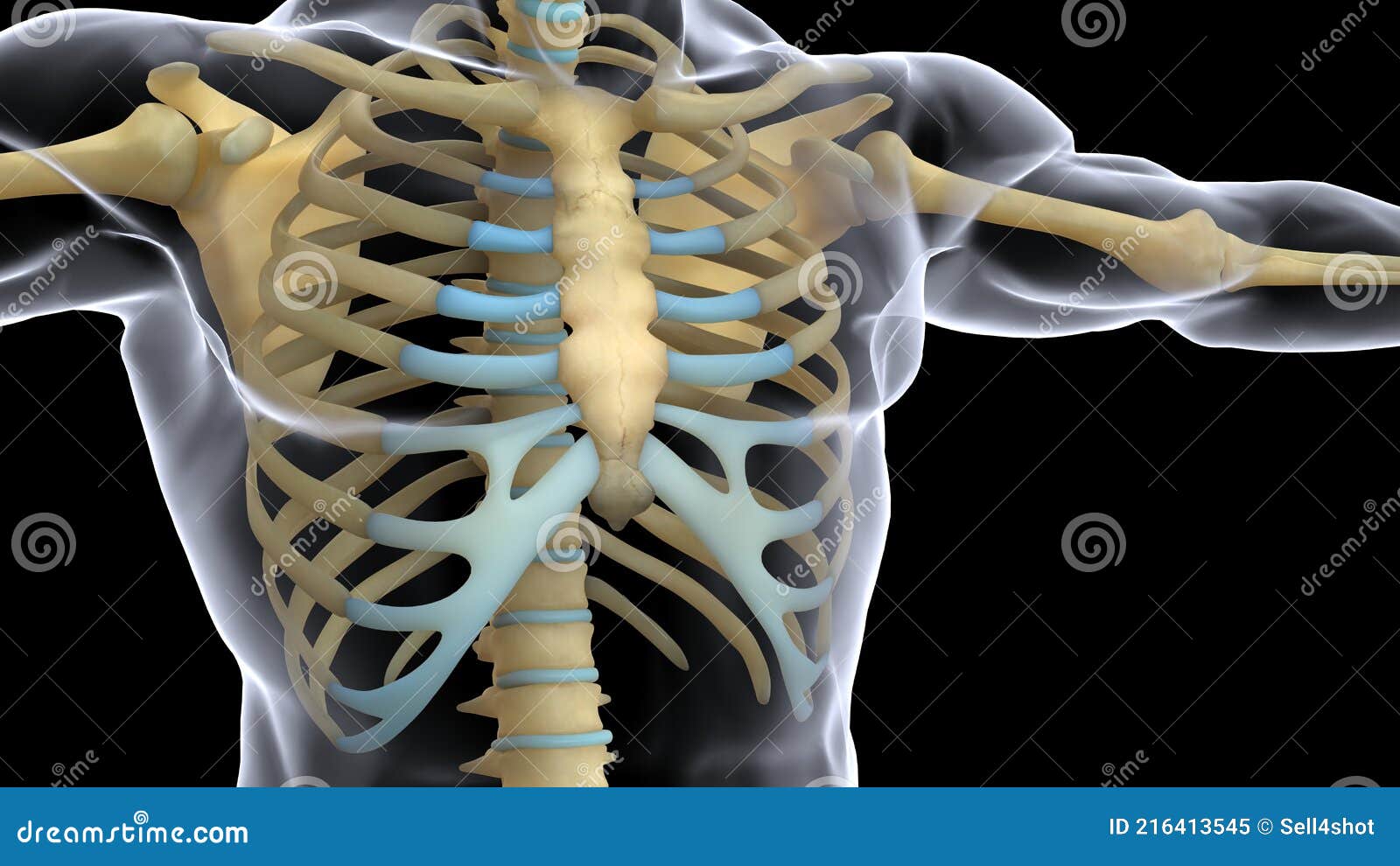 Illustration 3d De L'anatomie Du Squelette Du Corps Humain