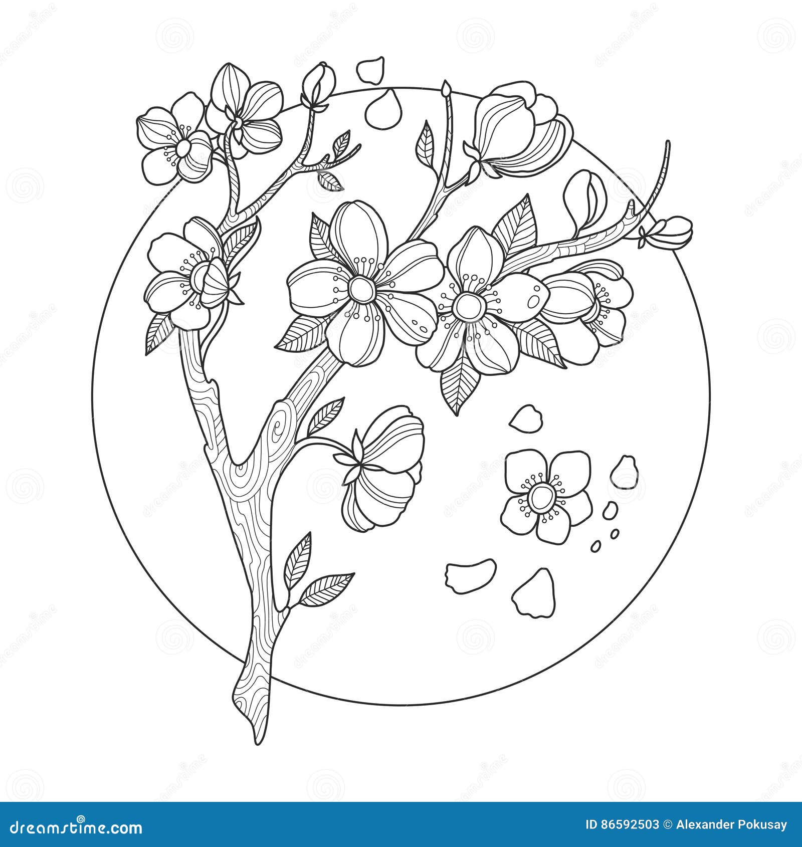 Vectoriel De Sakura De Fleurs De Cerisier Japonais Illustration de Vecteur  - Illustration du oriental, brun: 272681963