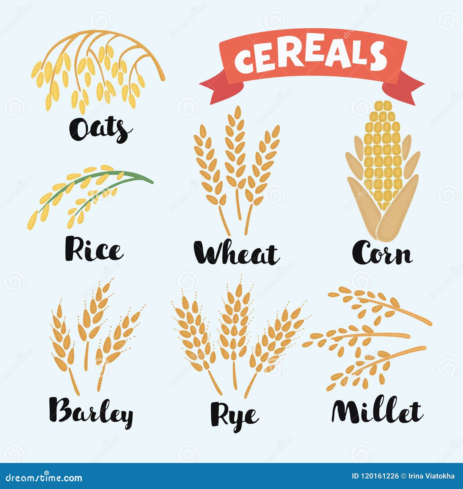 Illustration De Vecteur Des Grains De Céréale Illustration de Vecteur Illustration du