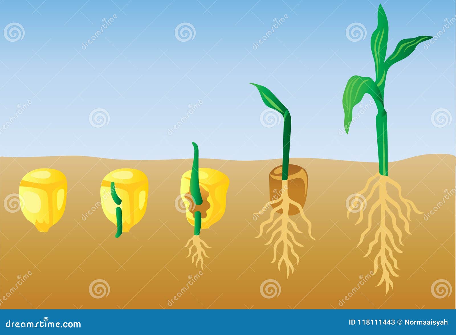 planter à la main des graines de maïs de moelle dans le potager ensoleillé  7951076 Photo de stock chez Vecteezy