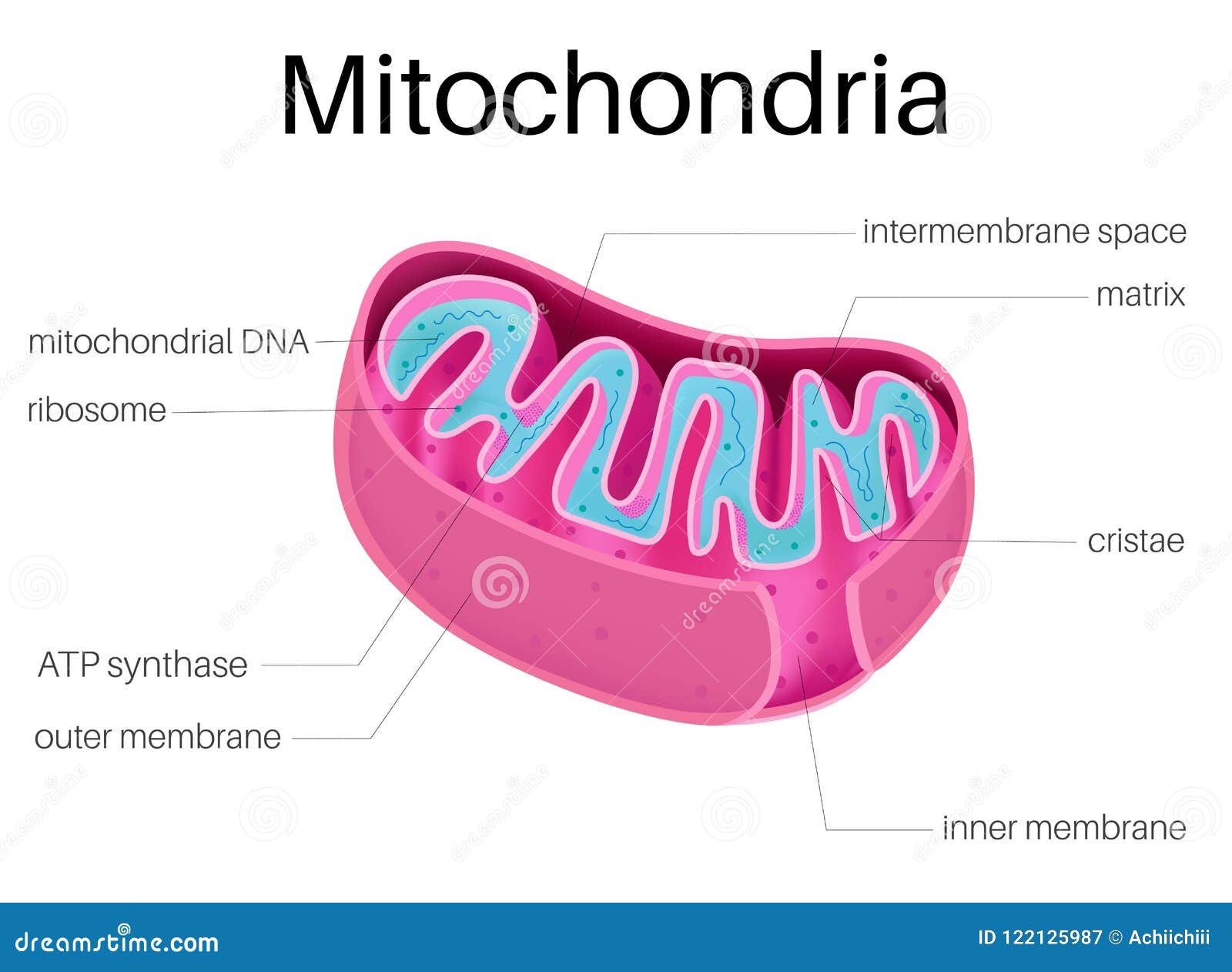  structure of mitochondria
