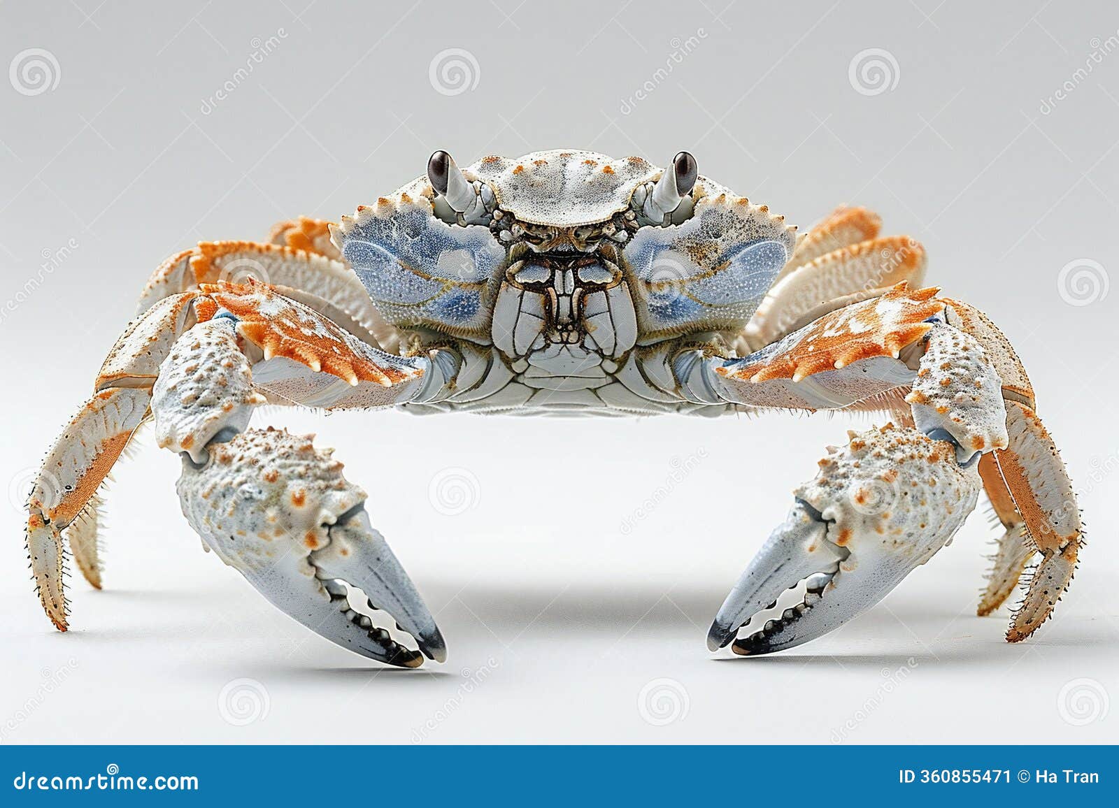 digital artwork of crab with claws on white background, high quality, high resolution