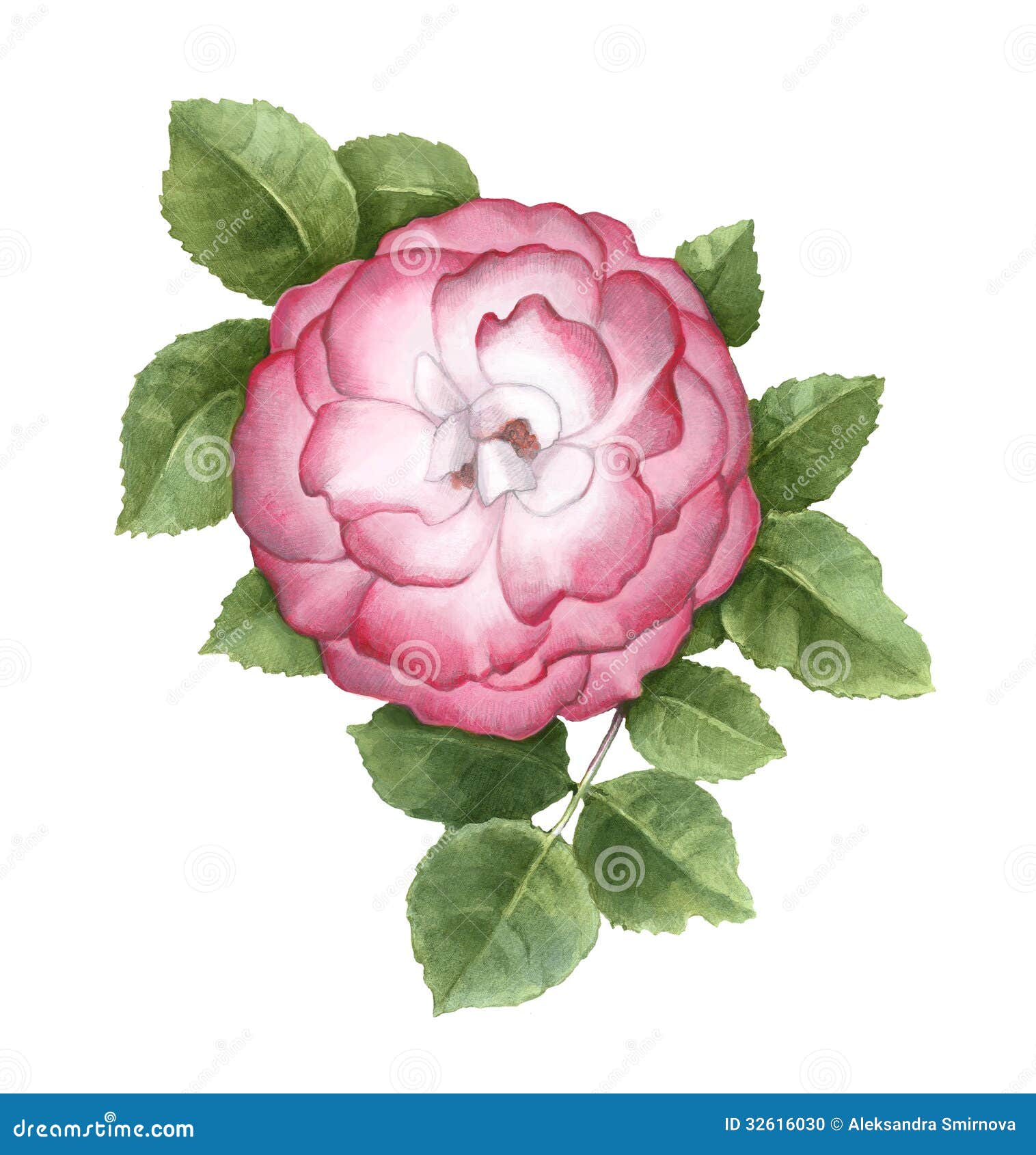 Illustration Of Dog Rose Flower Stock Photo - Image: 32616030