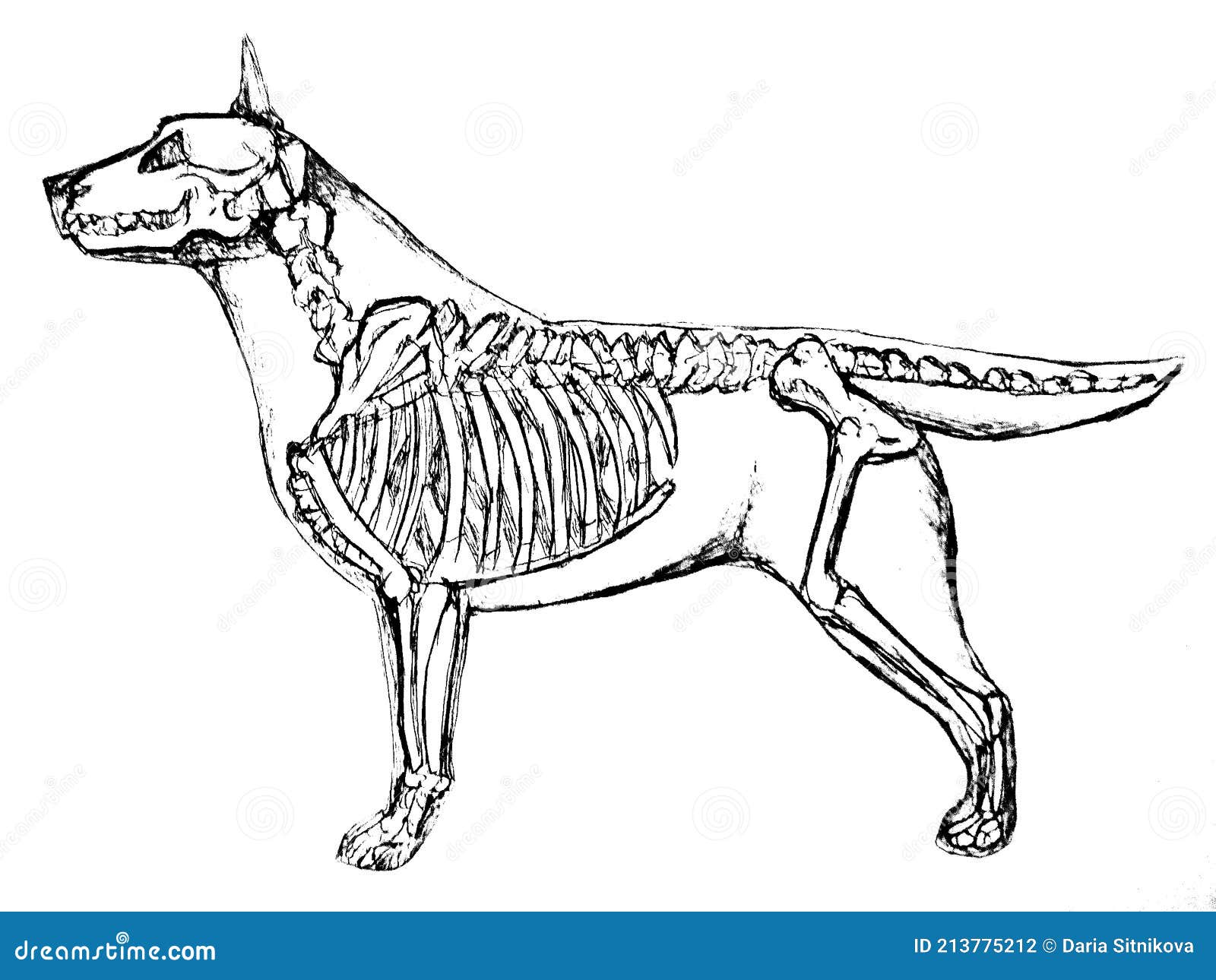  of a dog skeleton