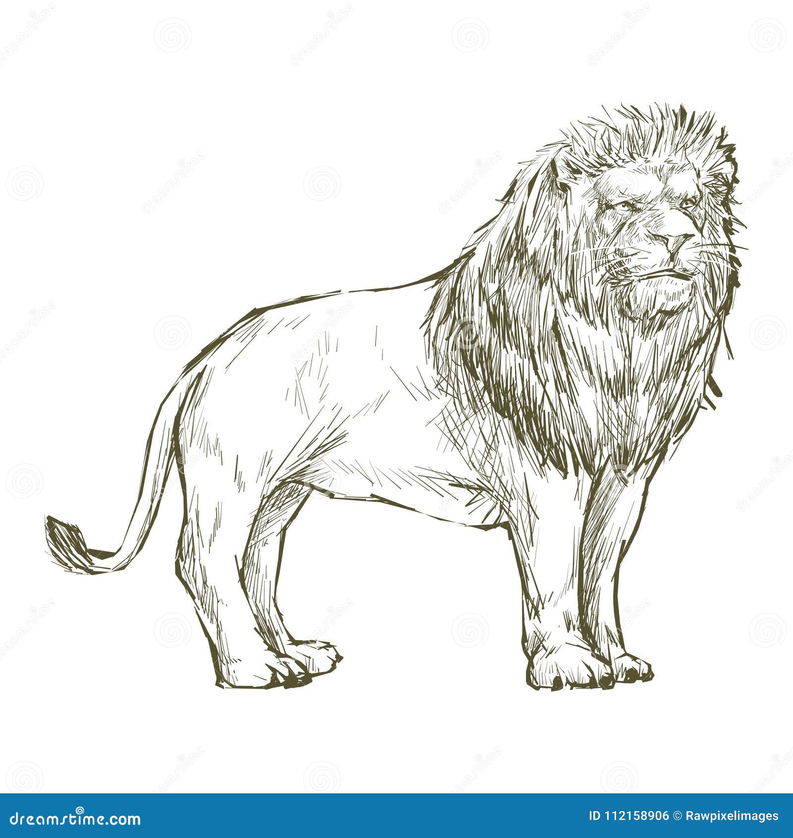 Illustration Drawing Style of Lion Stock Illustration - Illustration of ...