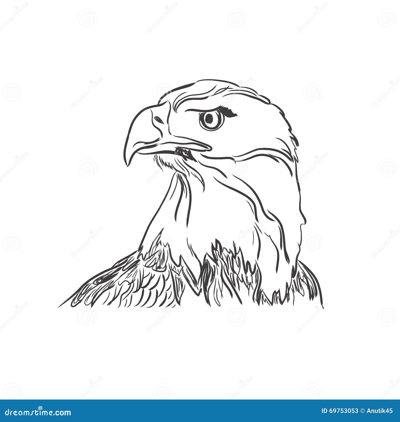 Eagle Drawing With A Black Pen Stock Illustration  Download Image Now   Pencil Drawing Eagle  Bird Animal  iStock