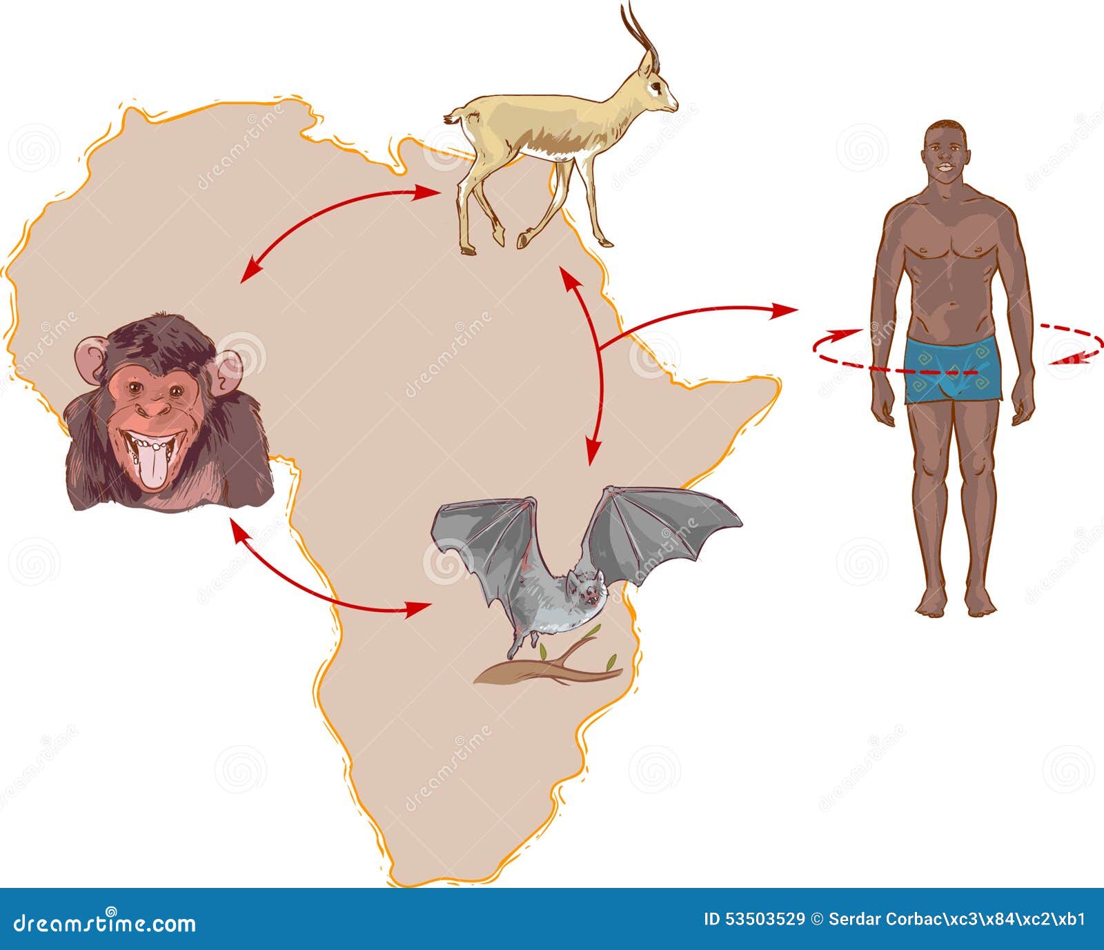 ebola ways of transmission ebola ways of transmission