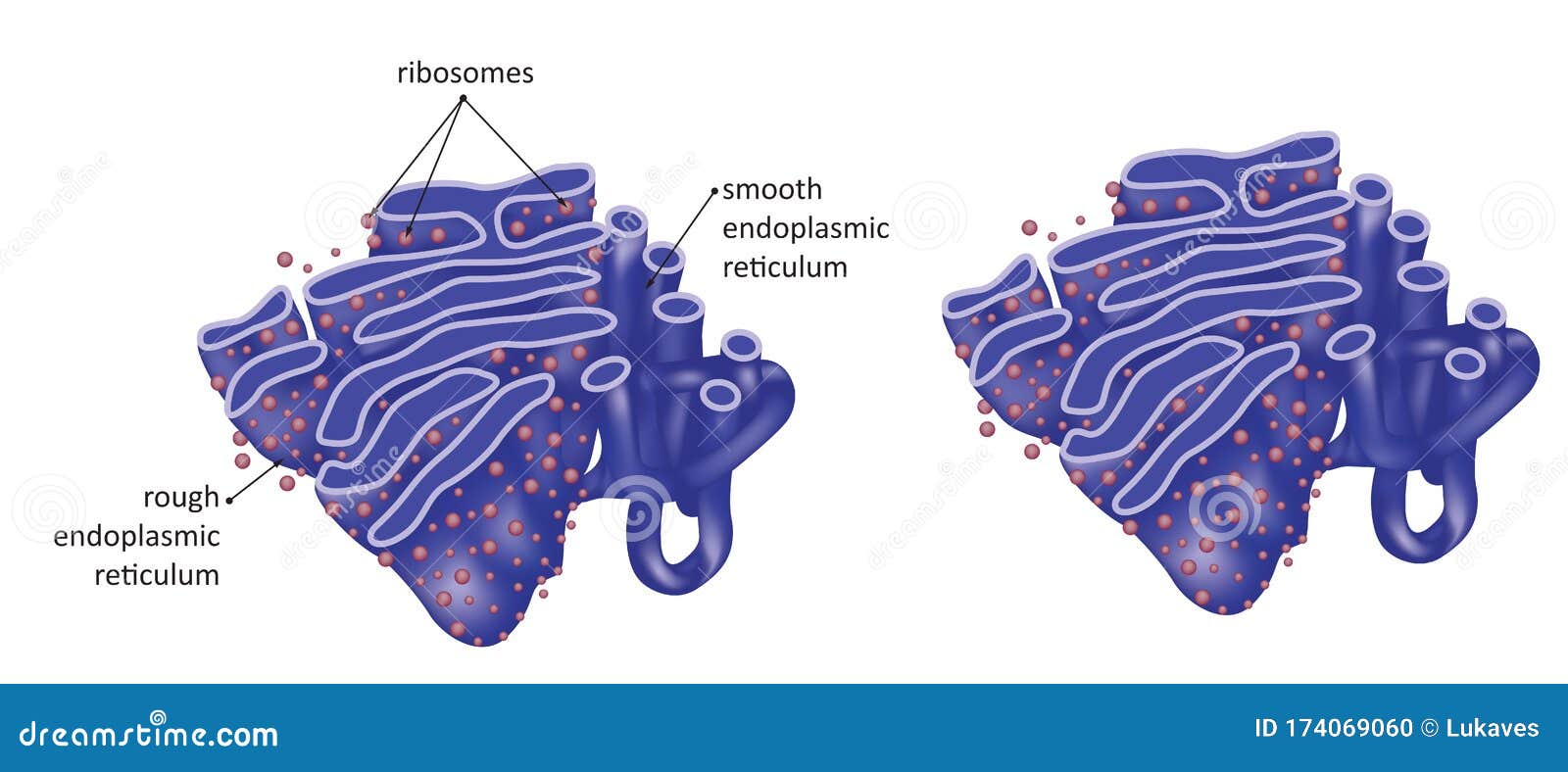 endoplasmic reticulum