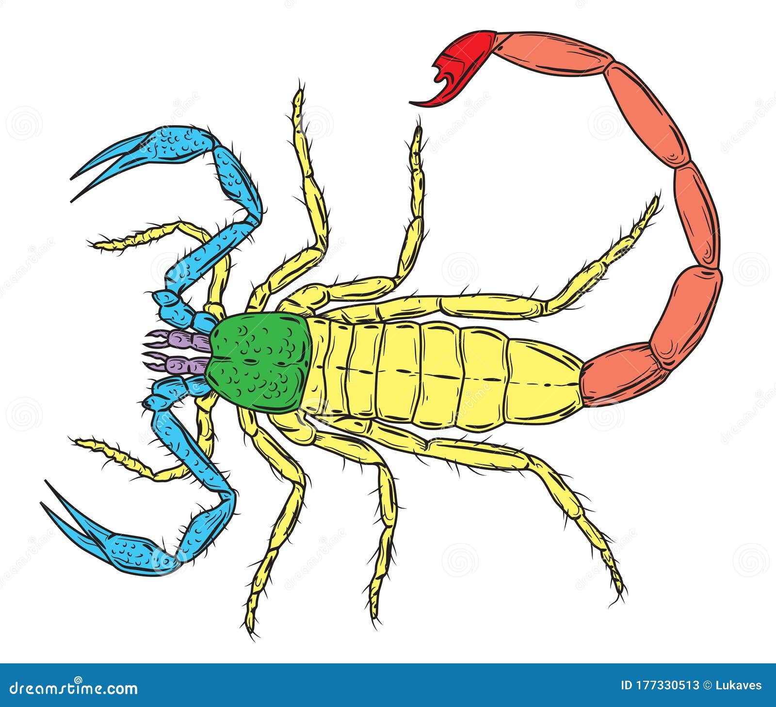 Scorpion Anatomy