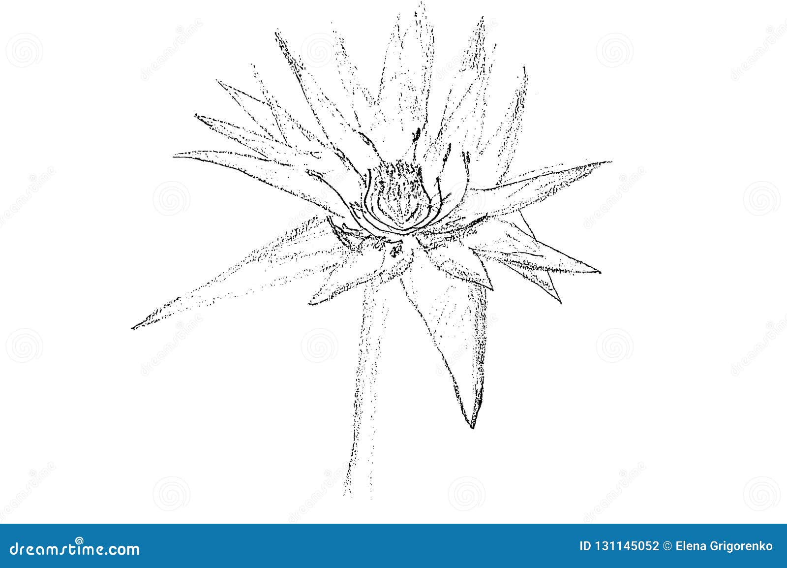 Illustration Flower Sketch For Tattoo Stock Illustration Illustration Of Birth Drawing