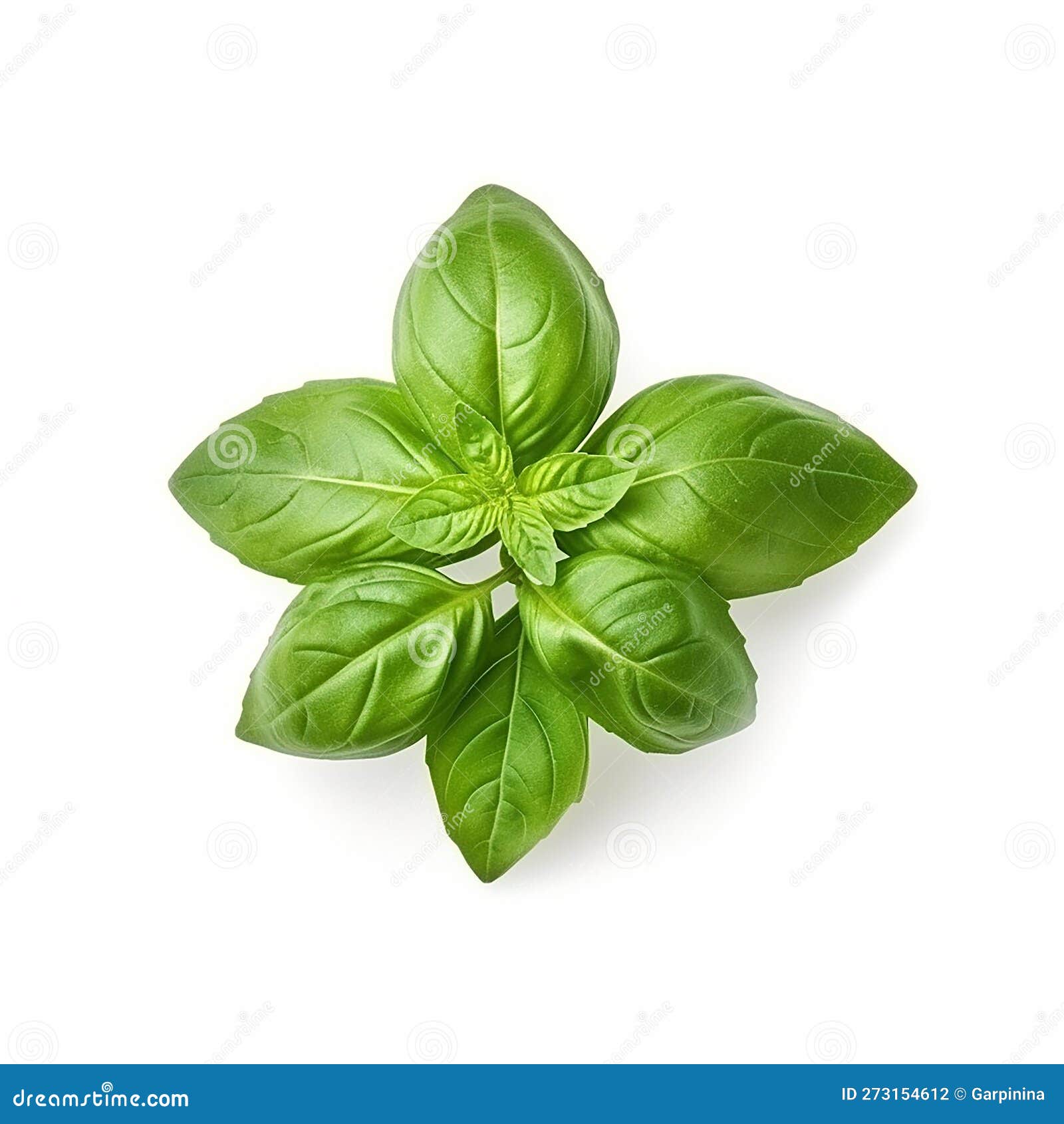 Illustration of Fresh Basil Leaves Seen from Above on White Bright