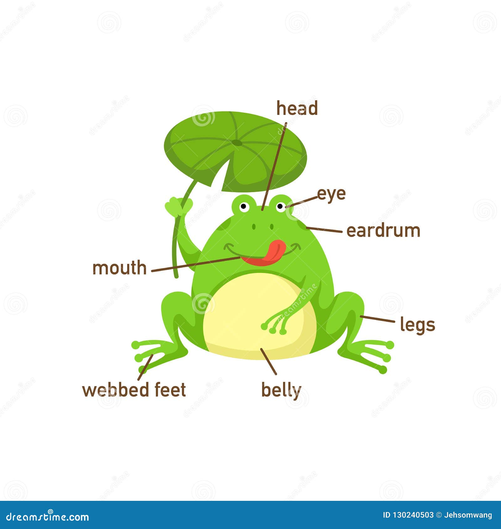 Английские слова лягушка. Части тела лягушки. Лягушка с подписанными частями тела. Лягушка по английскому. Части тела лягушки на английском.