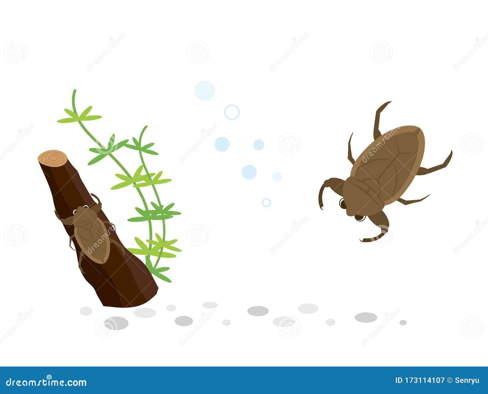 Giant water bug stock vector. Illustration of tagame 173114107