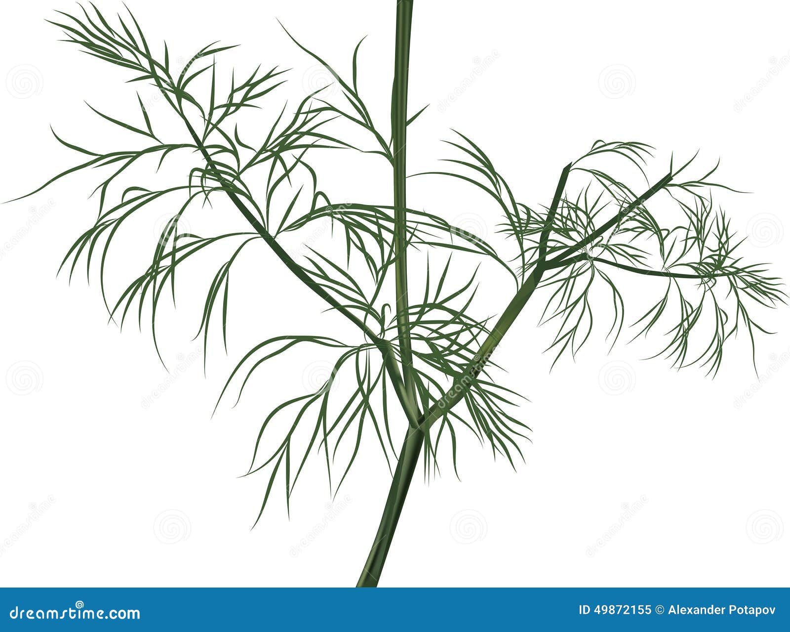 Illustration with Green Dill Isolated on White Stock Vector