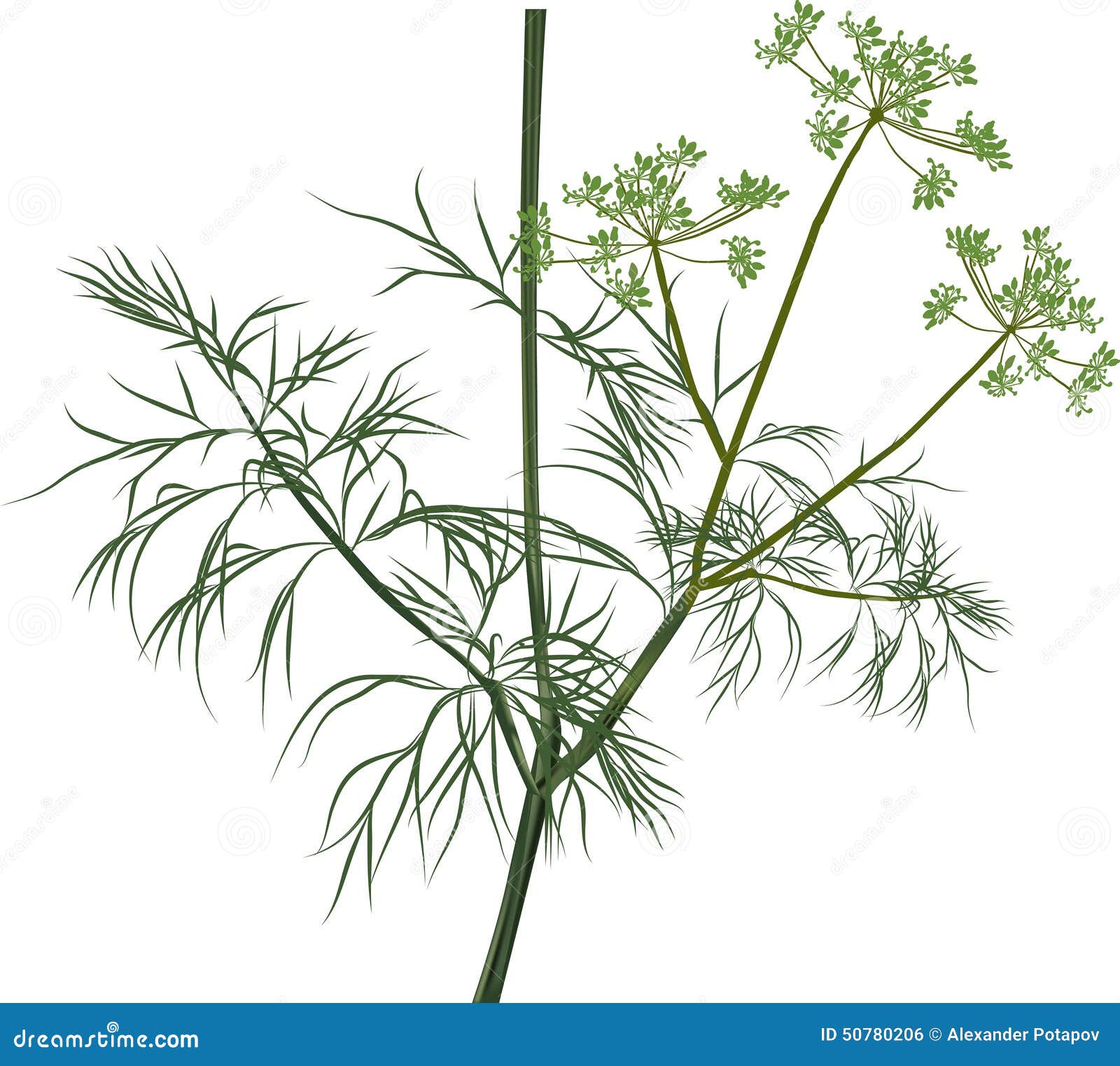 Illustration with Green Dill on White Stock Vector Illustration of