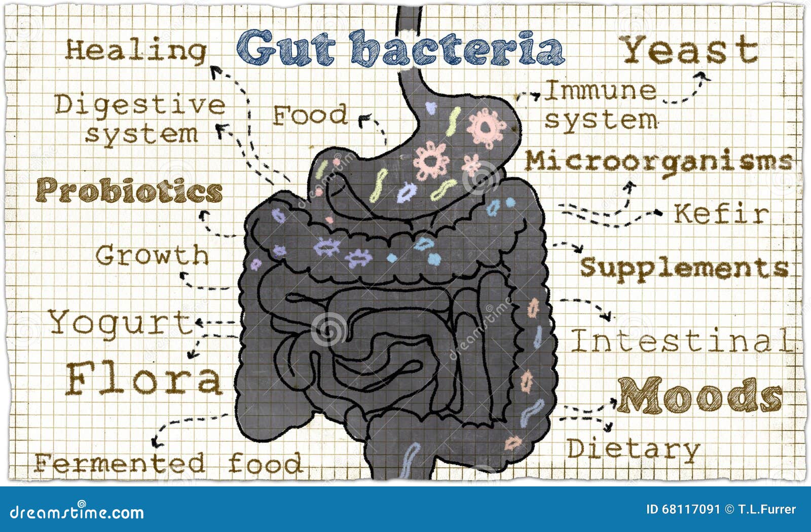 Illustration About Gut Bacteria Stock Illustration - Illustration of