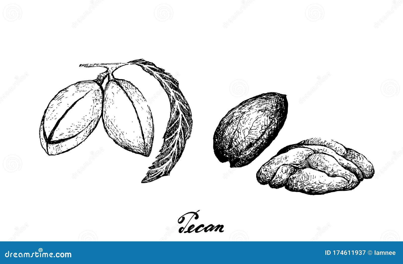 Hand Drawn of Fresh Pecan Nuts on White Background Stock Vector ...