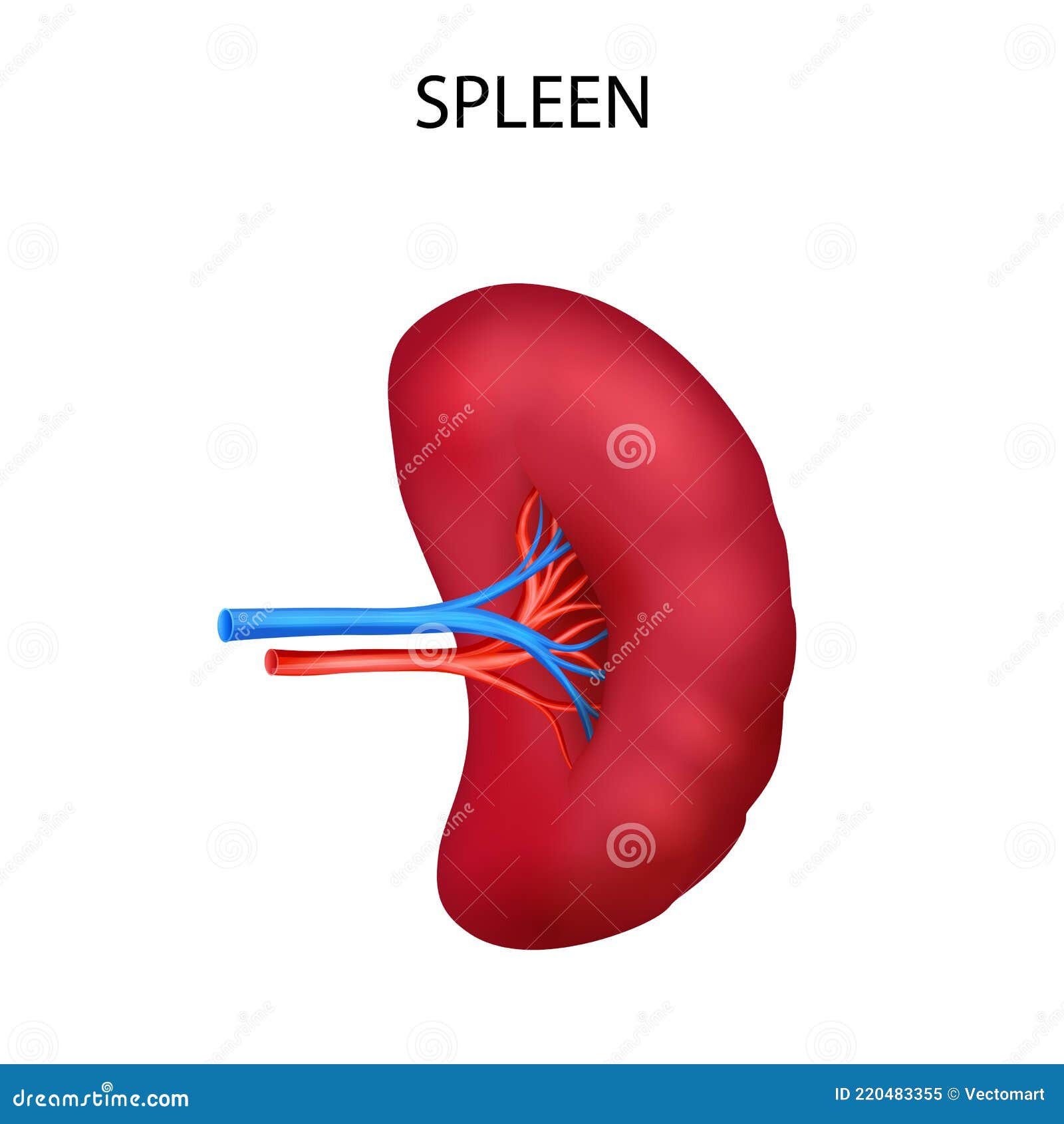 Healthcare and Medical Education Drawing Chart of Human Spleen for