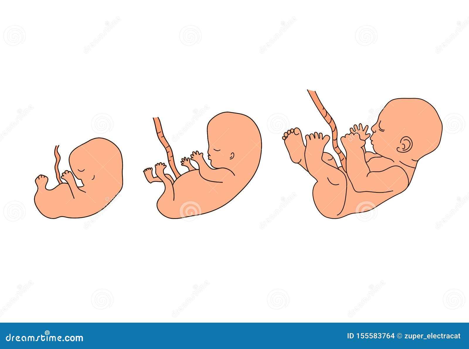 Human Anatomy Illustration Pregnancy Stages Embryo Development Child In The Womb Process Diagram Of Baby Evolution Illustration De Vecteur Illustration Du Infant Enceinte Human Anatomy Illustration Pregnancy Stages Embryo Development Child In The Womb Process Diagram Of Baby Evolution Illustration De Vecteur Illustration Du Infant Enceinte
