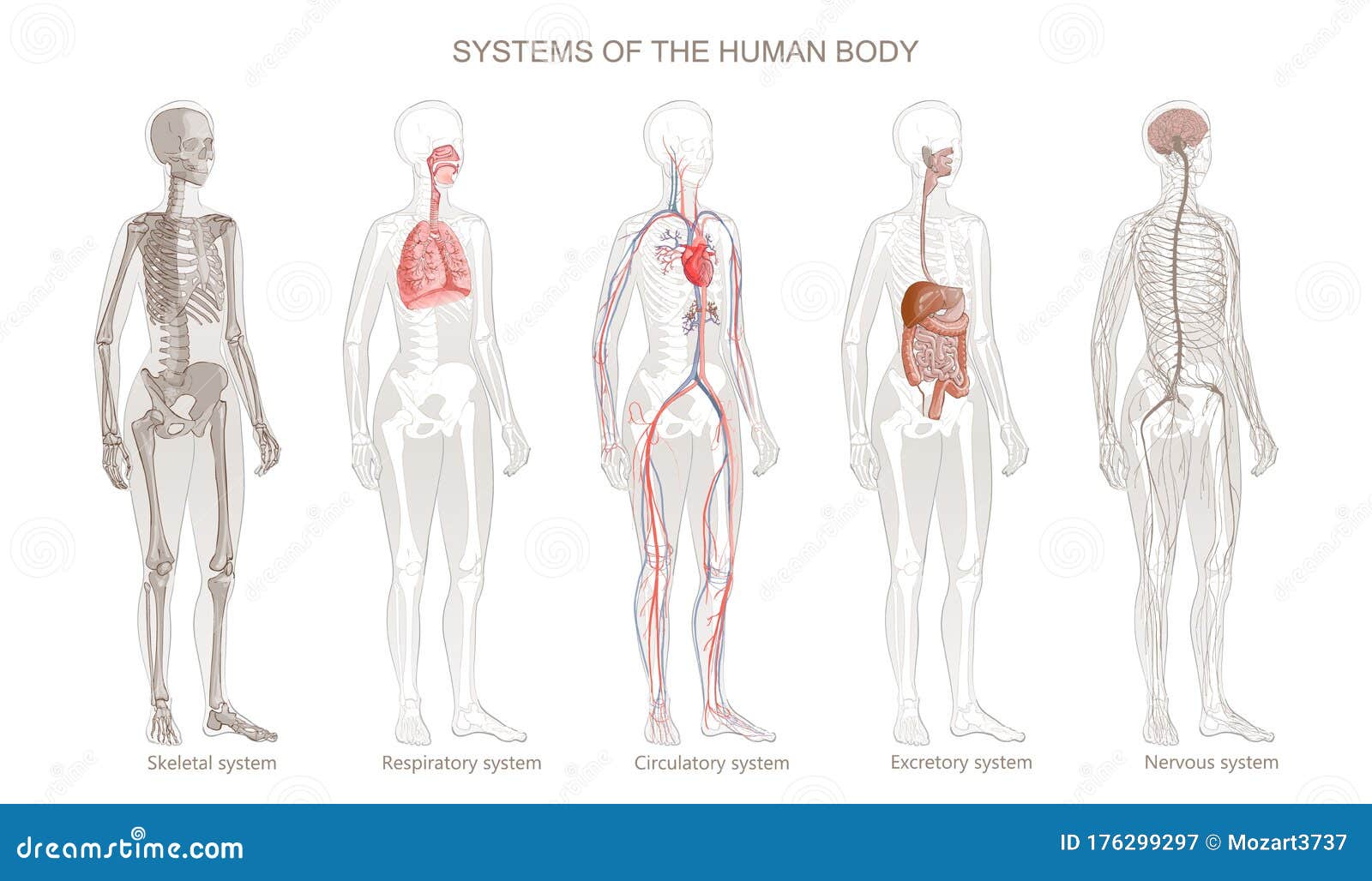 Exocrine Glands Stock Illustrations 77 Exocrine Glands Stock Illustrations Vectors Clipart Dreamstime Exocrine Glands Stock Illustrations 77 Exocrine Glands Stock Illustrations Vectors Clipart Dreamstime