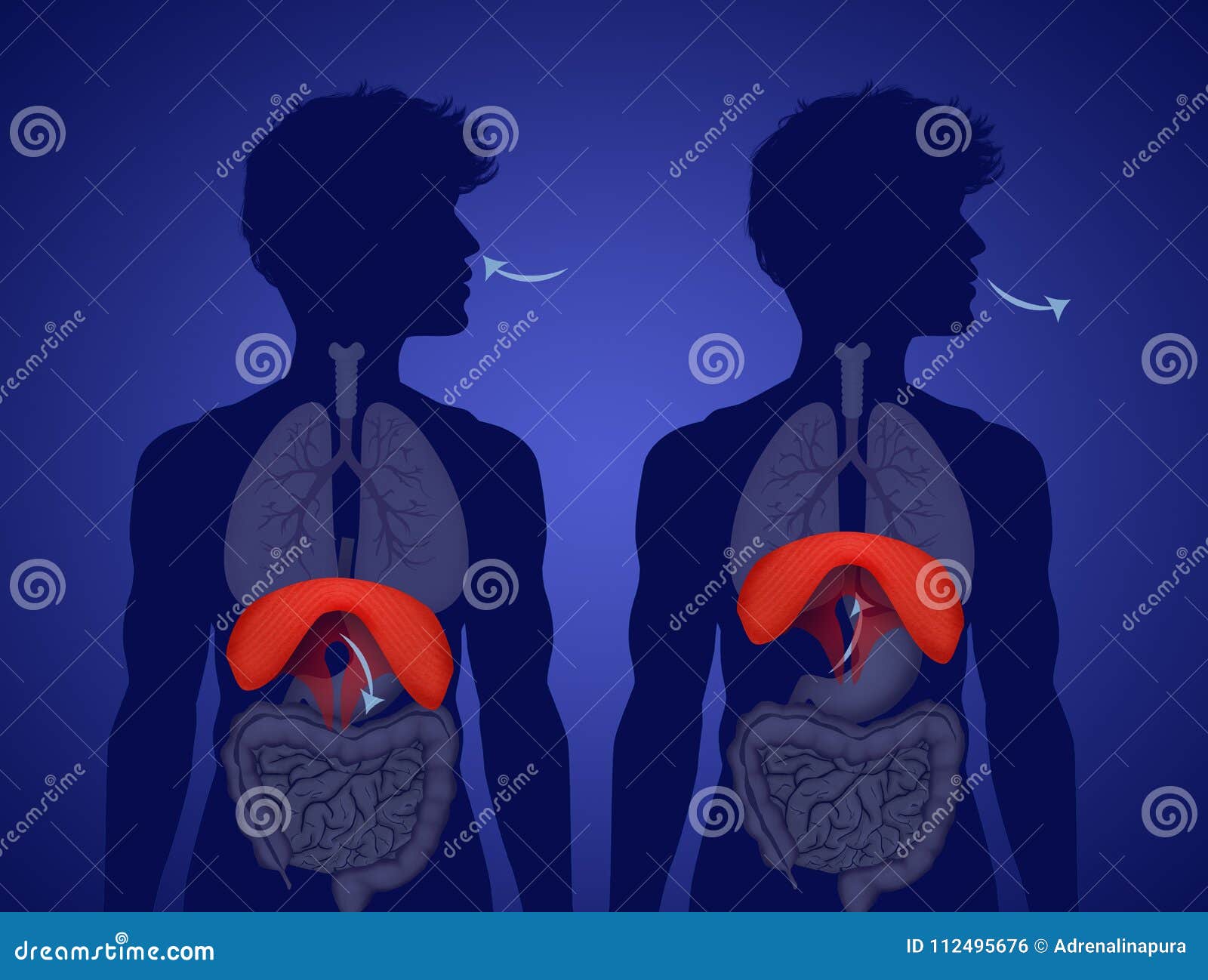Human Diaphragm Anatomy stock illustration. Illustration of thorax ... Biology Diagrams