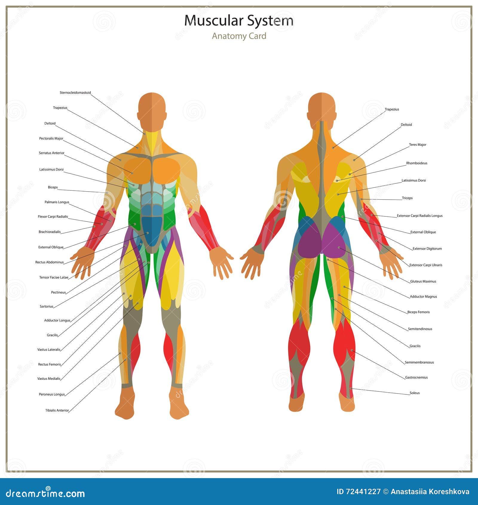Illustration of Human Muscles. Exercise and Muscle Guide. Gym Training ...