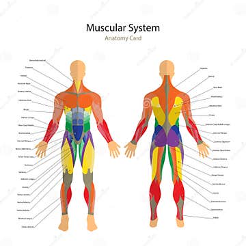 Illustration of Human Muscles. Exercise and Muscle Guide. Gym Training ...