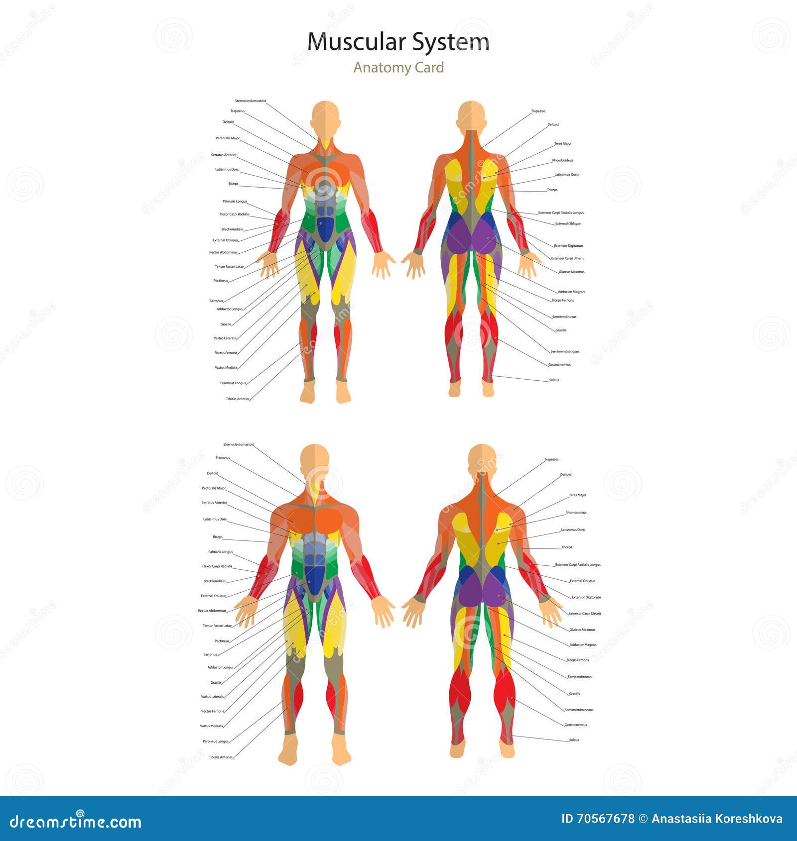 Biceps Exercise Chart For Men