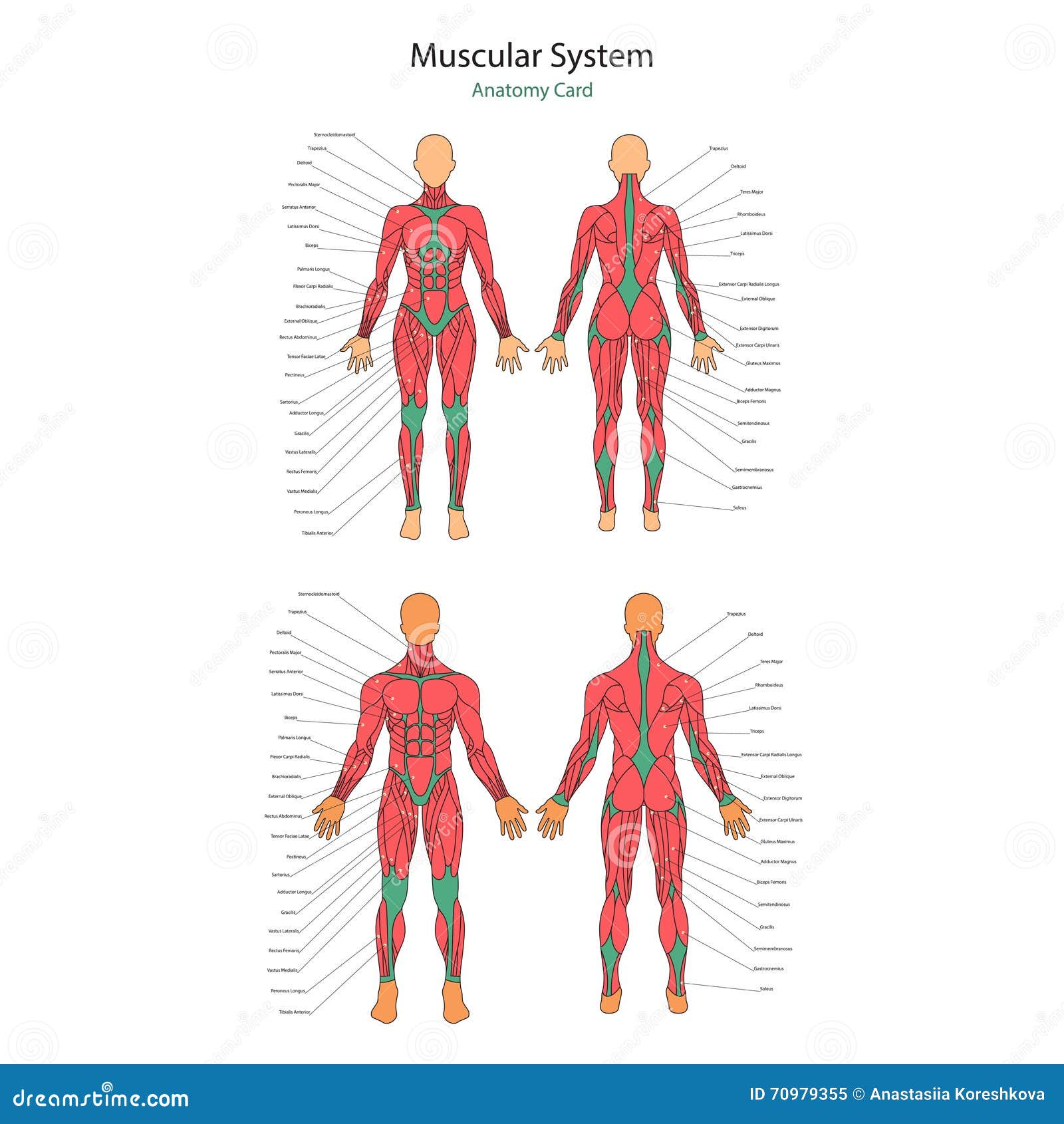  of human muscles. female and male body. gym training. front and rear view. muscle man anatomy.