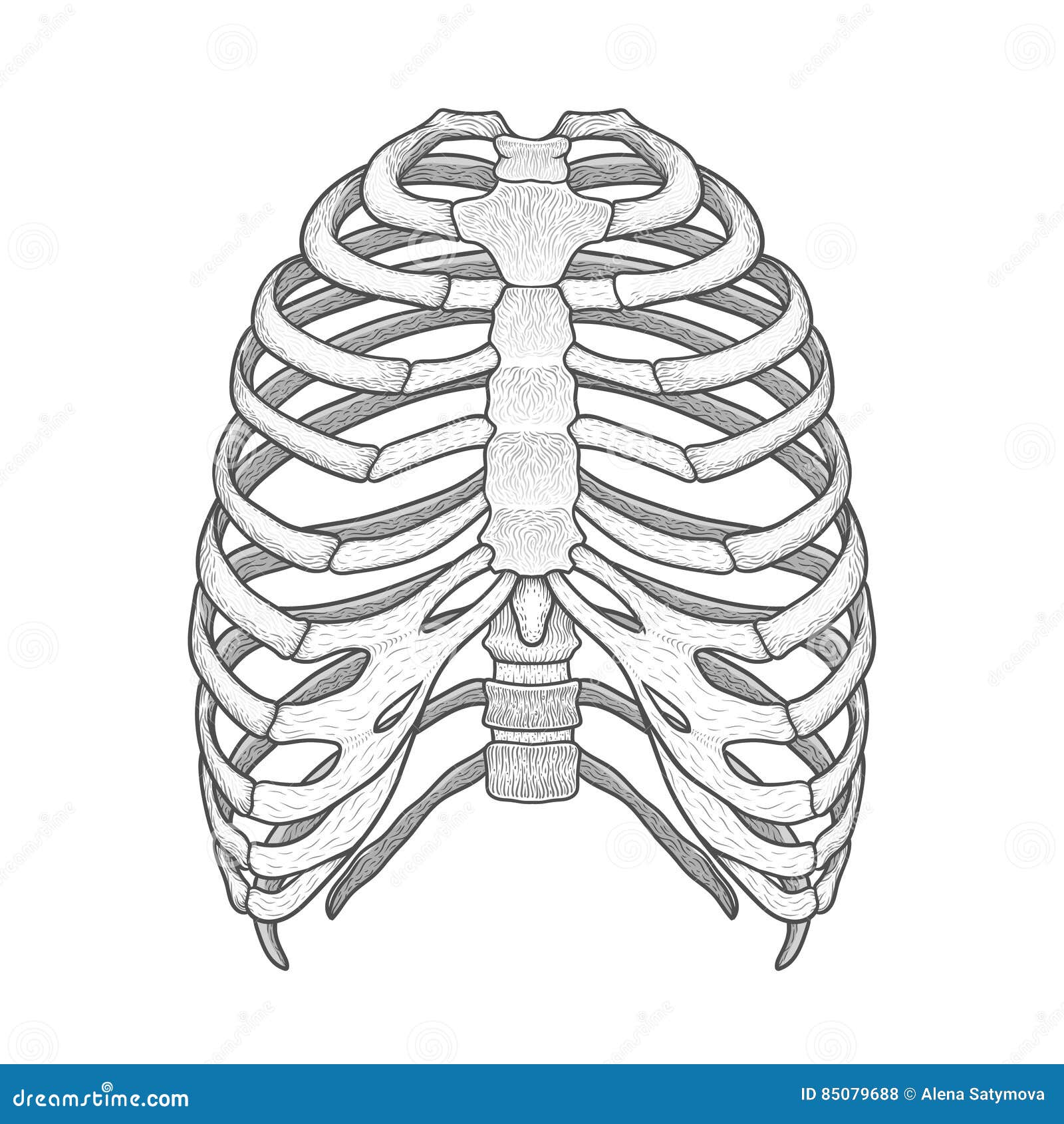 Illustration of Human Rib Cage. Line Art Style Stock Vector
