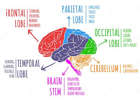 Illustration of Human`s Brain Functions and Anatomy Stock Illustration ...