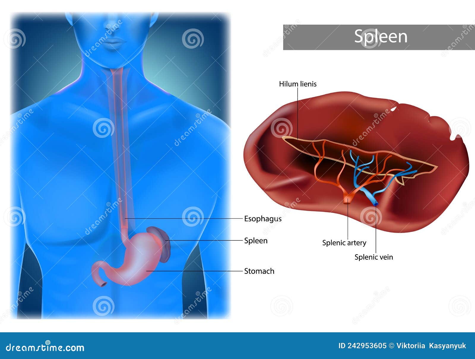 Spleen Diagram Human Body