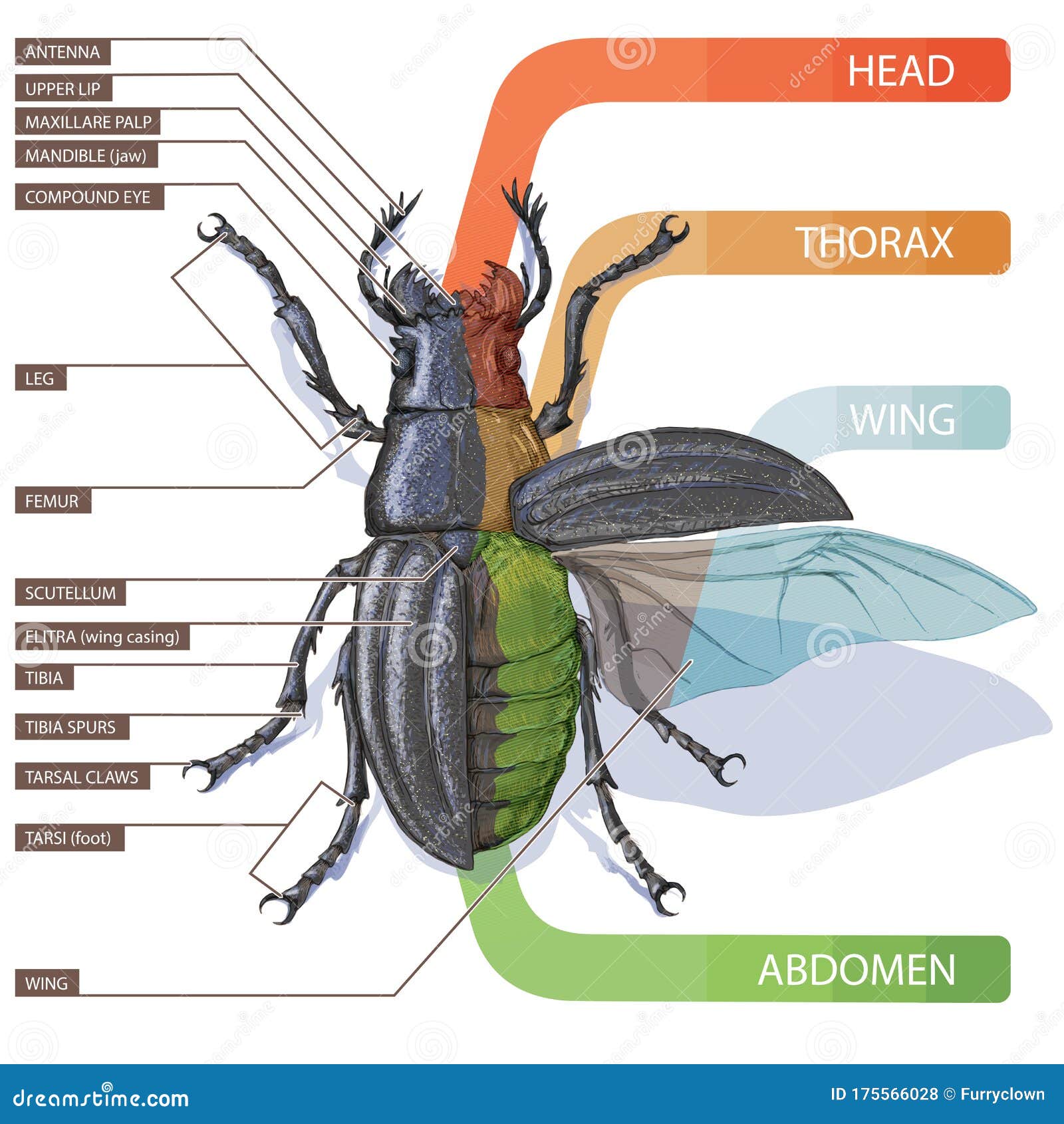 Illustration Of An Insect  Diagram With Labeled Parts Of A