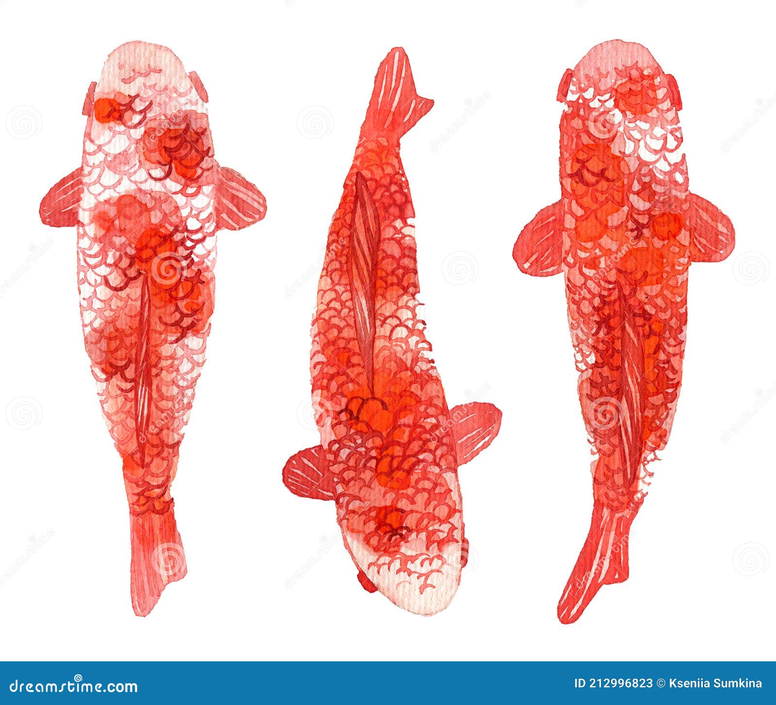 Illustration of Japanese Koi Fish, Top View Stock Image - Image of graphic,  asian: 212996823